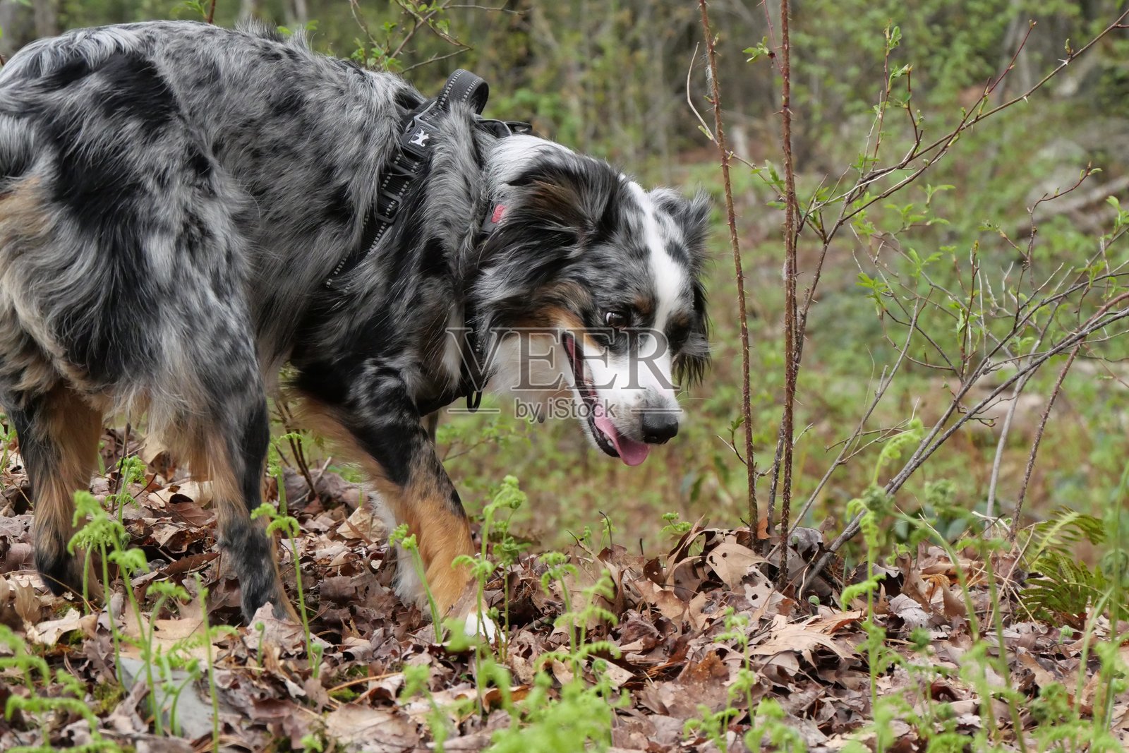 澳大利亚牧羊犬照片摄影图片