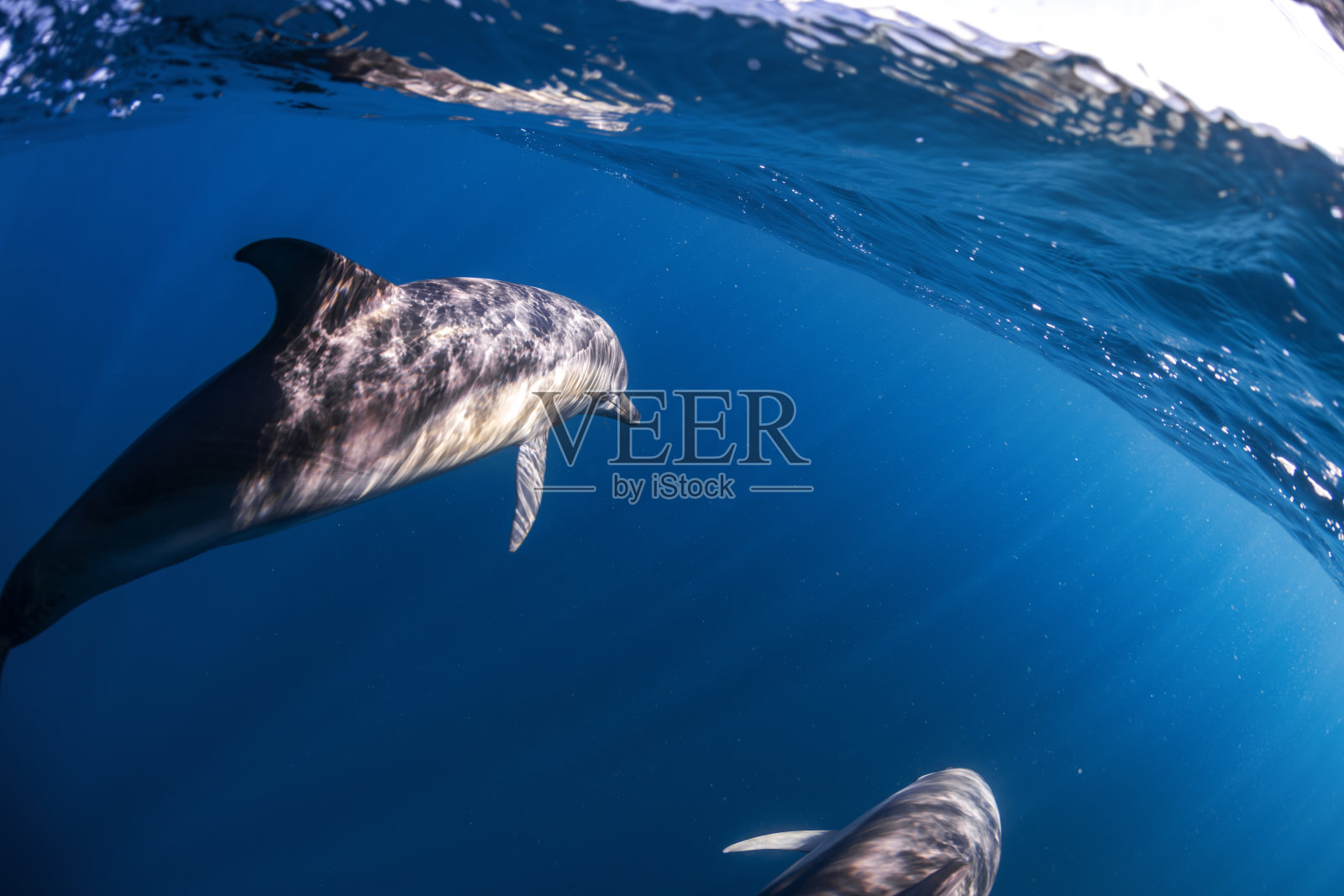 普通海豚照片摄影图片