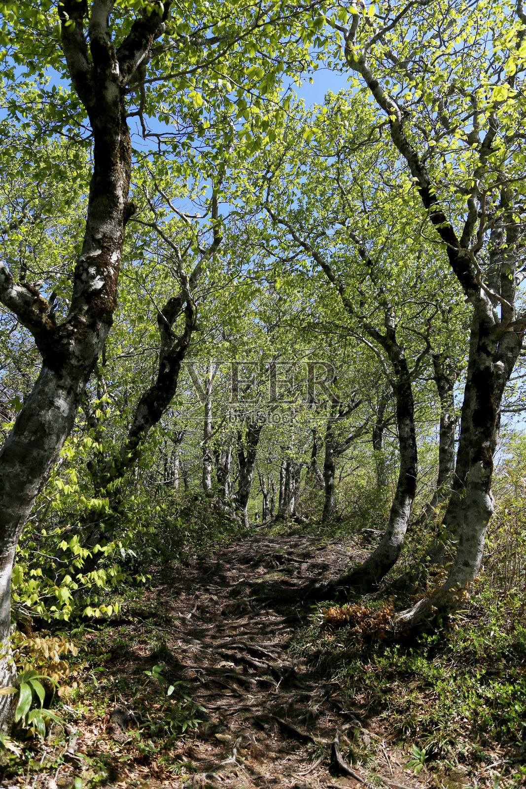 山毛榉森林照片摄影图片