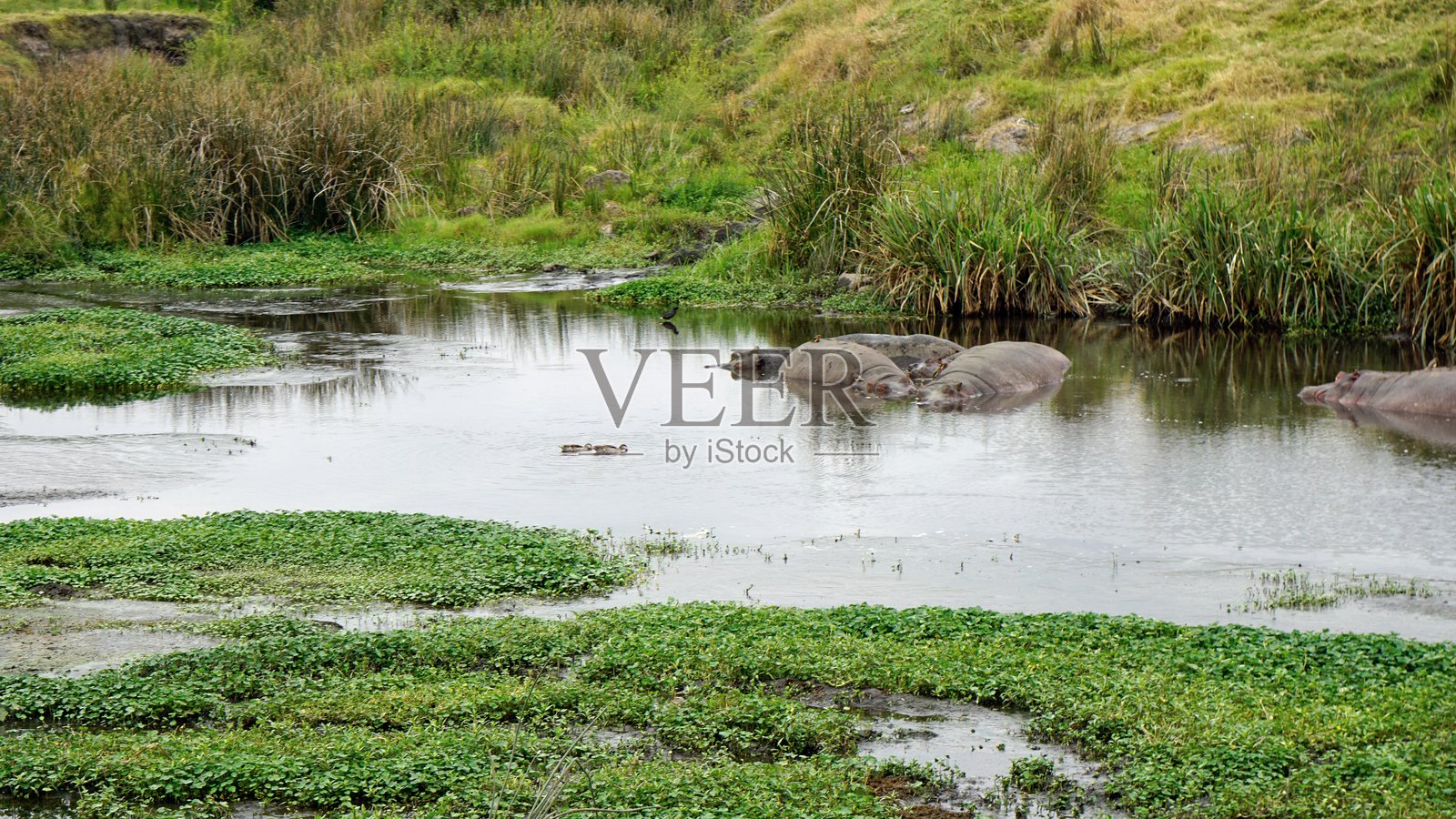 坦桑尼亚野生动物照片摄影图片