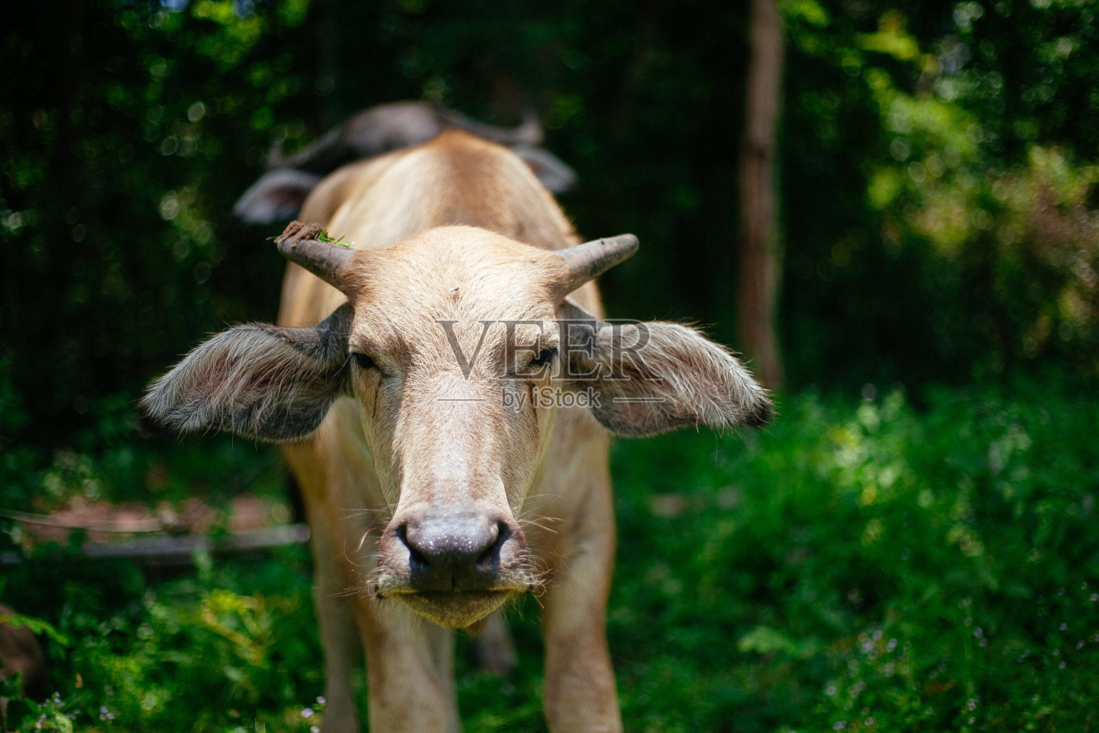 亚洲水牛照片摄影图片