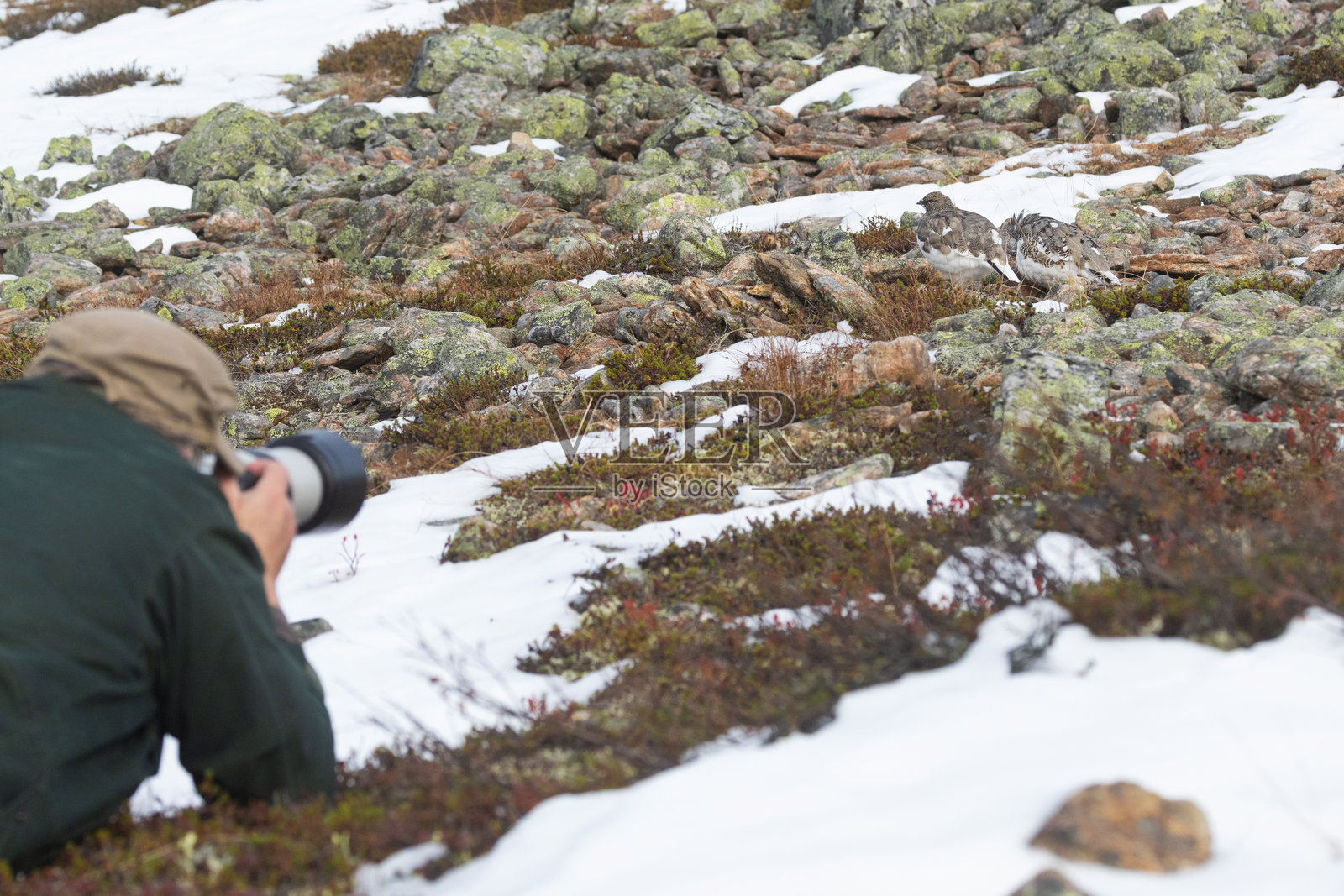一位自然摄影师躺在地上，拍摄两只岩雷鸟在芬兰乌尔霍·凯科宁国家公园的岩石间移动。照片摄影图片
