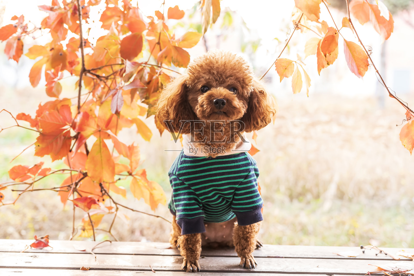 秋天的玩具贵宾犬照片摄影图片