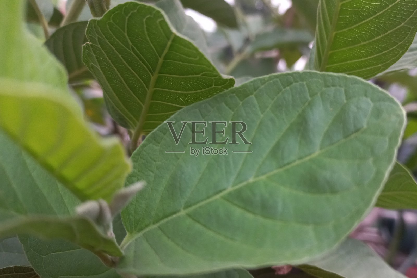 开花前的番石榴树与绿叶花园中的新鲜植物照片摄影图片