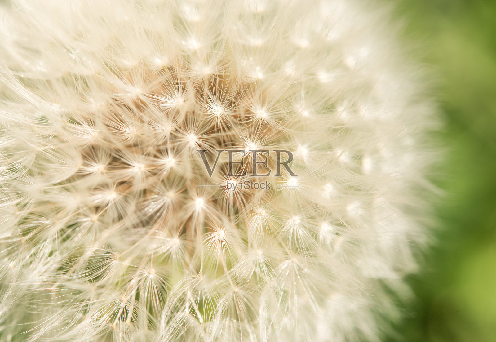 2024年9月，自然 - 瑞典南部 第二部分照片摄影图片