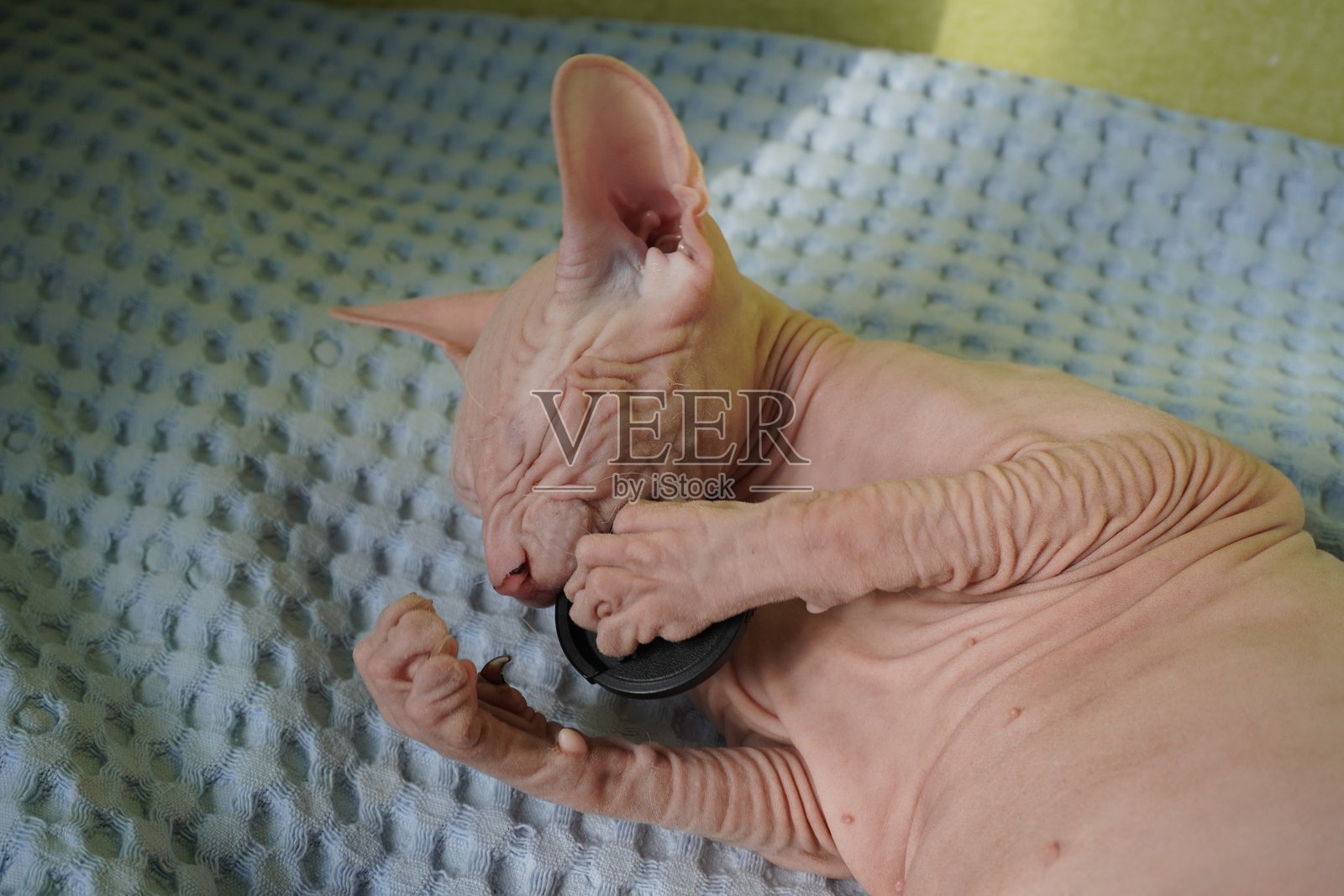 无毛猫在有纹理的表面上玩一个小物体。照片摄影图片