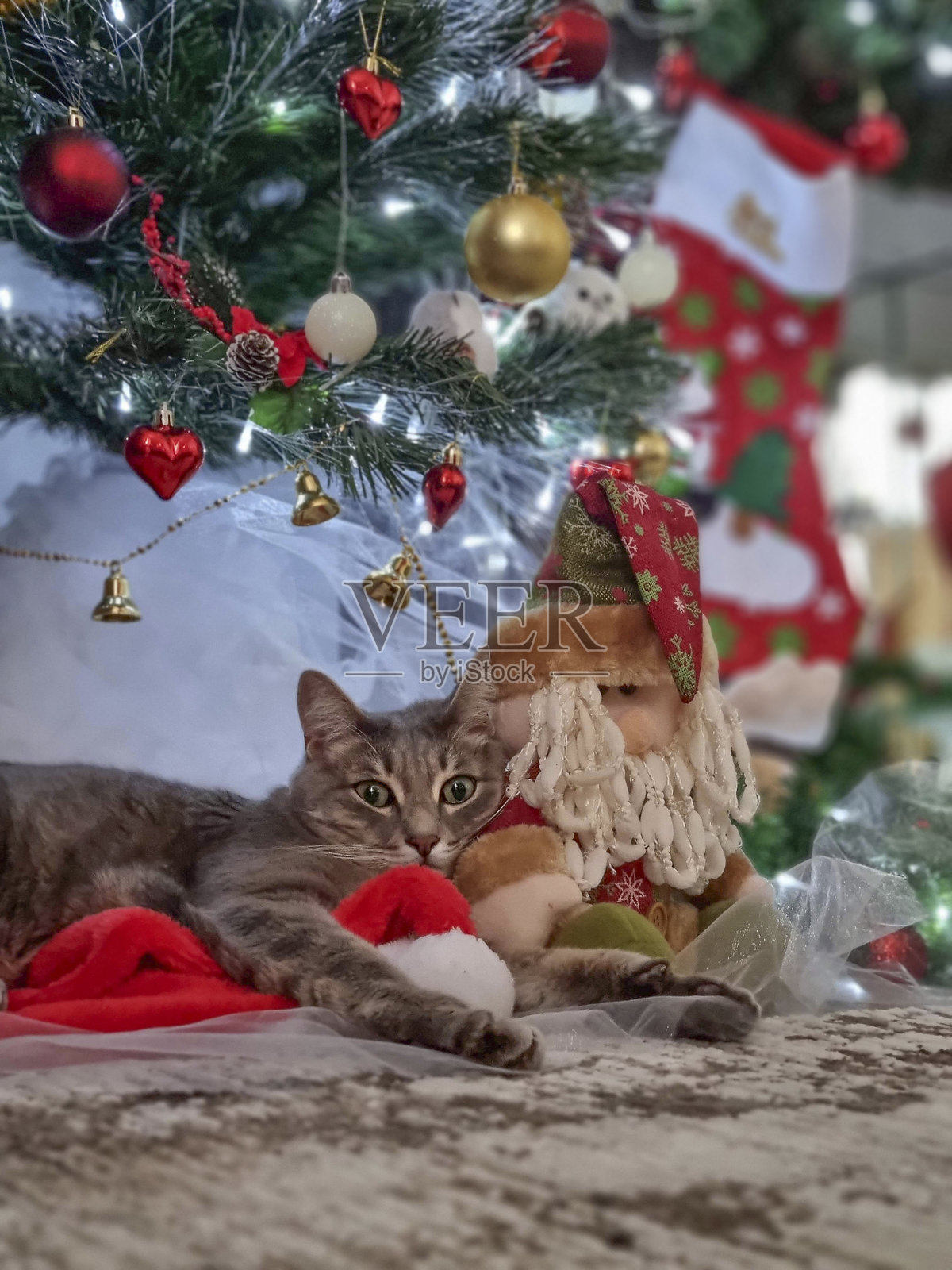 一只满足的灰色猫咪，绿眼睛，躺在圣诞树下的竖版照片。圣诞节或新年概念。照片摄影图片