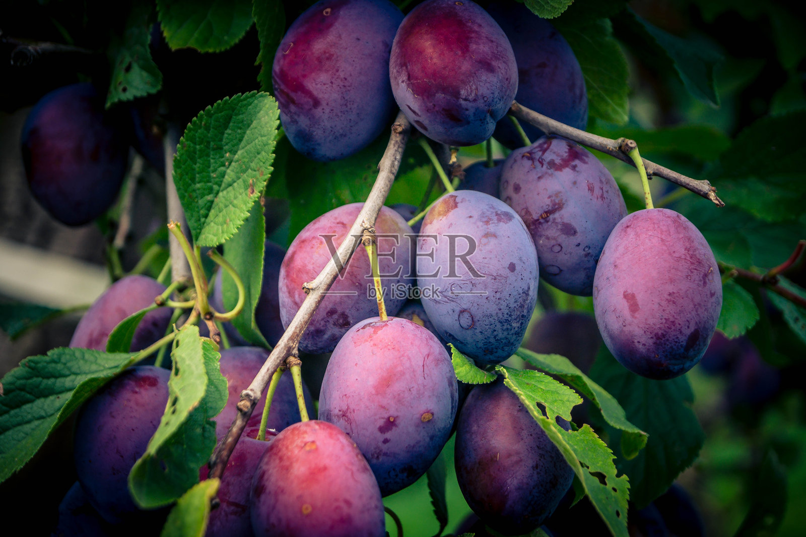 李子照片摄影图片