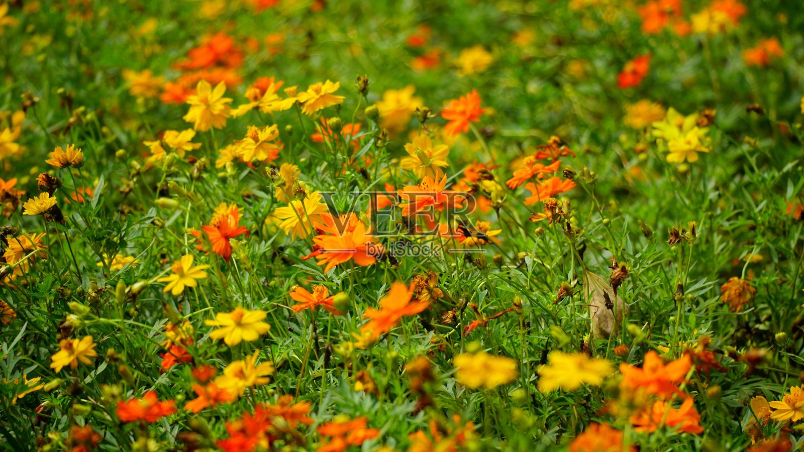 宇宙花（Cosmos bipinnatus）盛开的特写镜头照片摄影图片