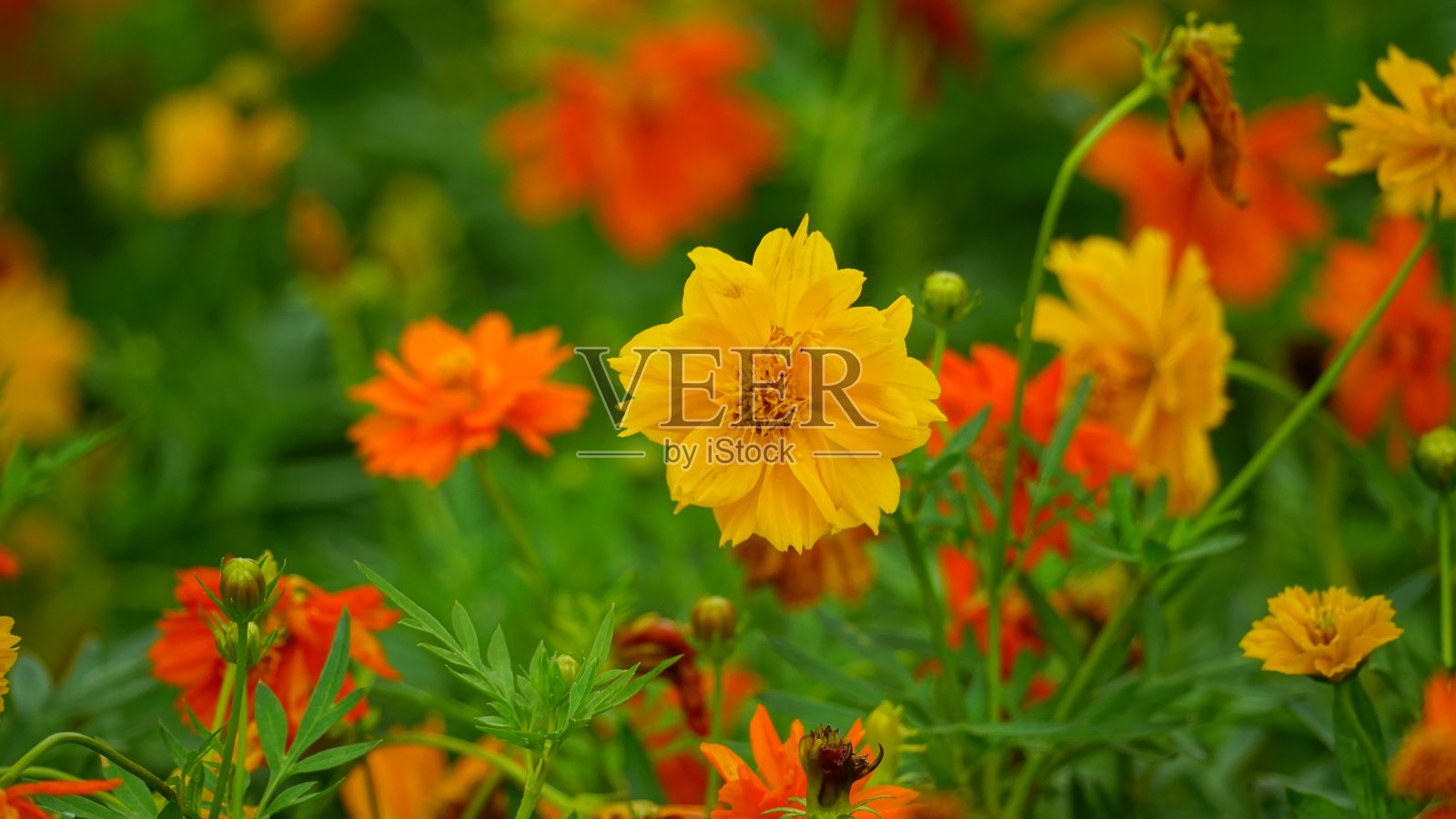 宇宙花（Cosmos bipinnatus）盛开的特写镜头照片摄影图片