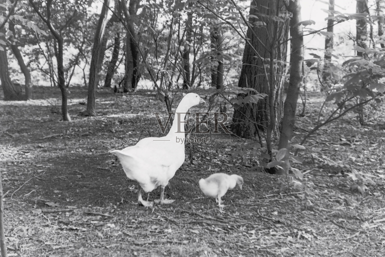 公园里的天鹅和小天鹅照片摄影图片