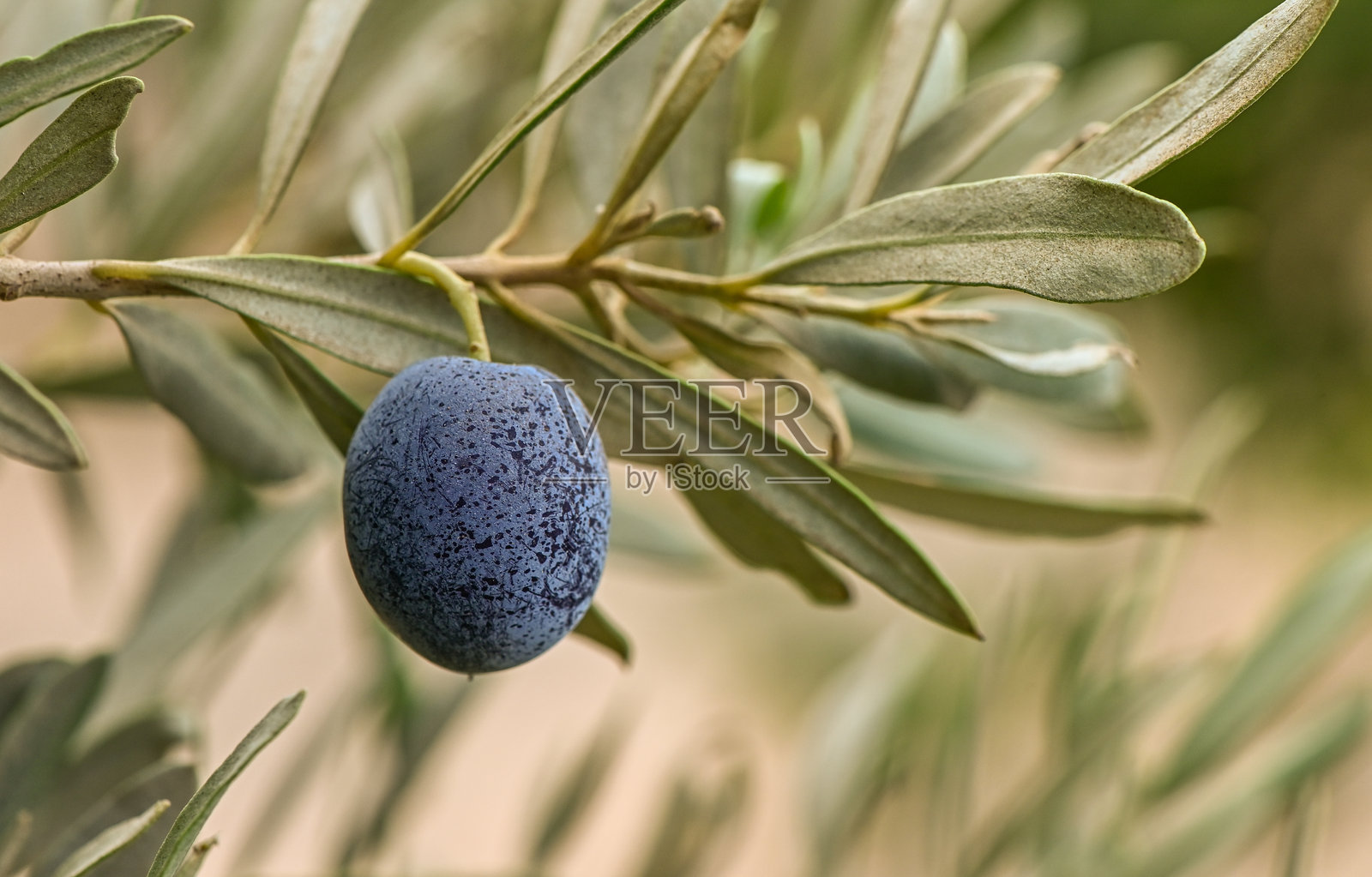 黑橄榄树枝的特写细节照片摄影图片