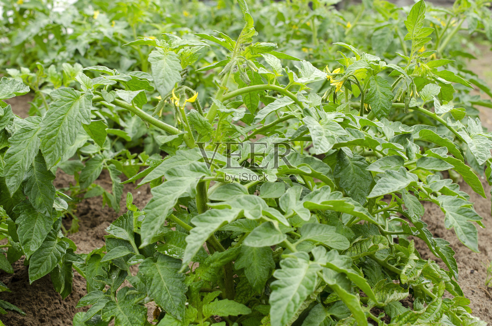 开放地面上的开花番茄灌木。农场上生长的开花番茄灌木。绿色番茄灌木上的花朵。田野中番茄灌木的发展，开放地面。照片摄影图片