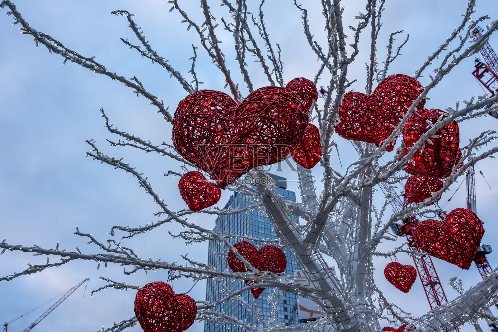 一棵树上挂满了红色心形装饰照片摄影图片