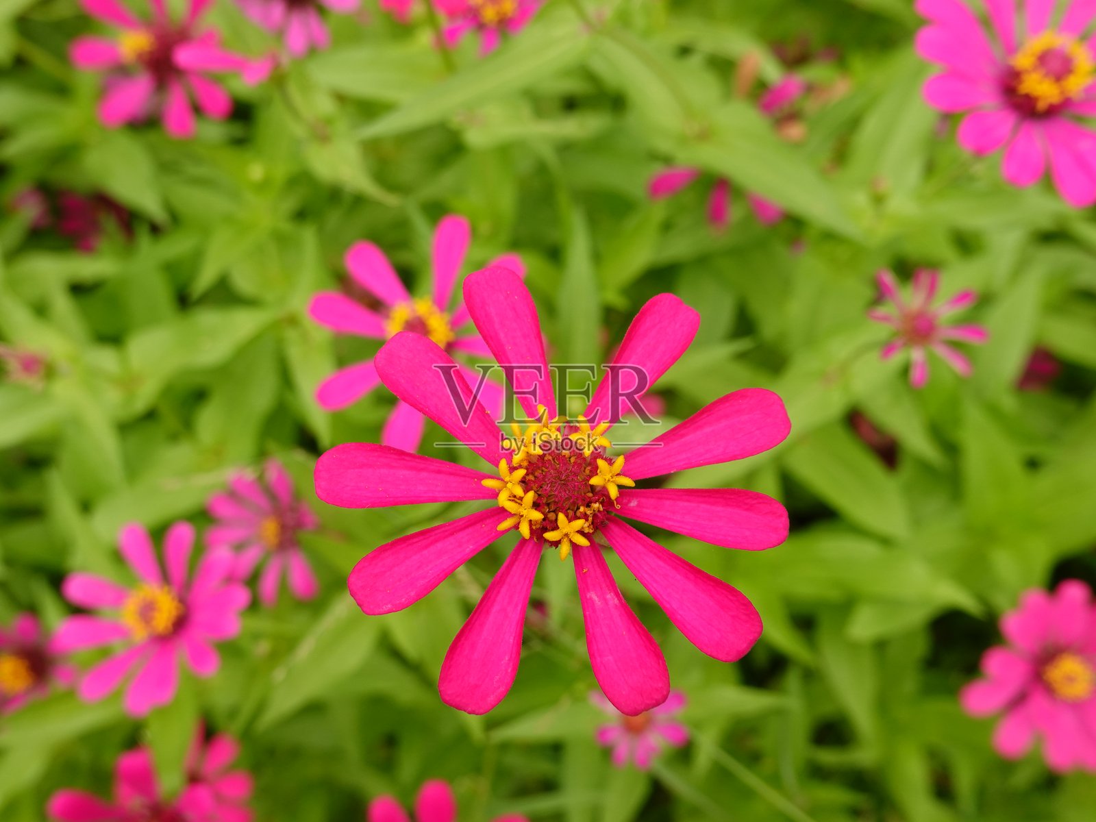 阳光明媚的夏日。在花坛中，盛开着大量各种各样的百日草。照片摄影图片