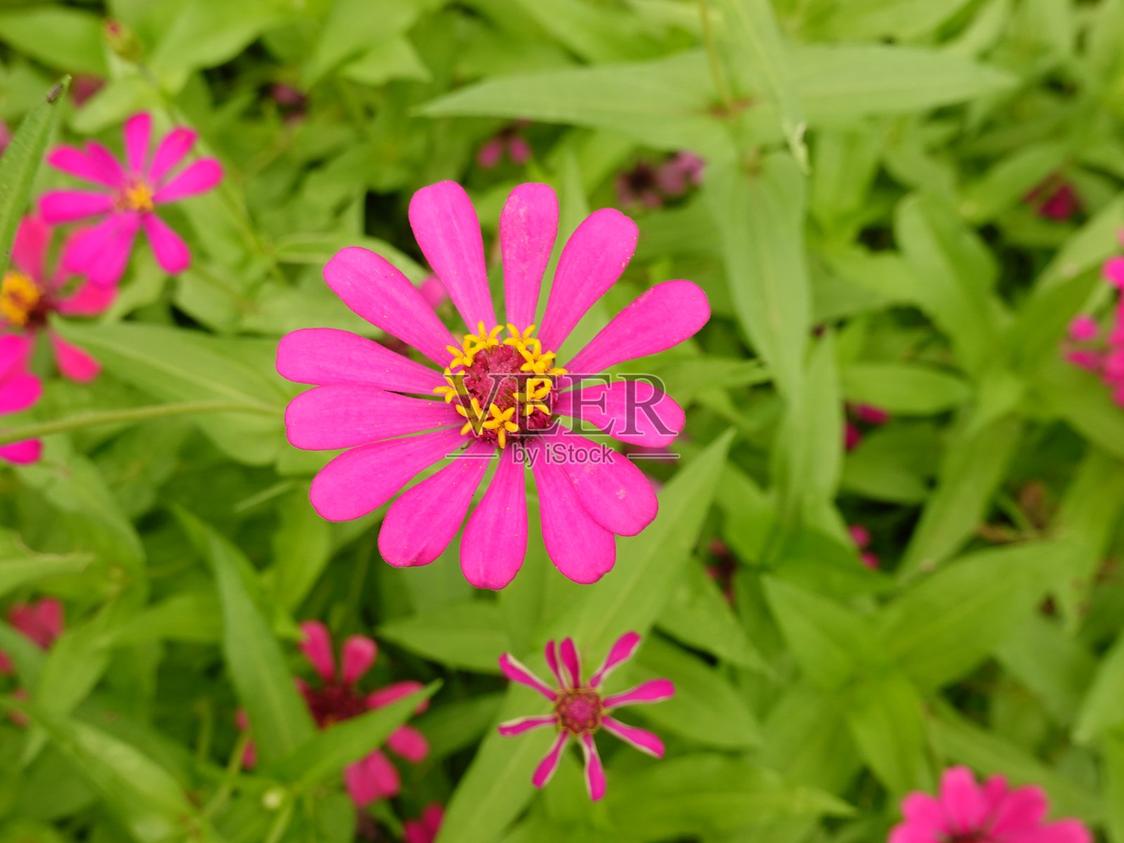 阳光明媚的夏日。在花坛中，盛开着大量各种各样的百日草。照片摄影图片