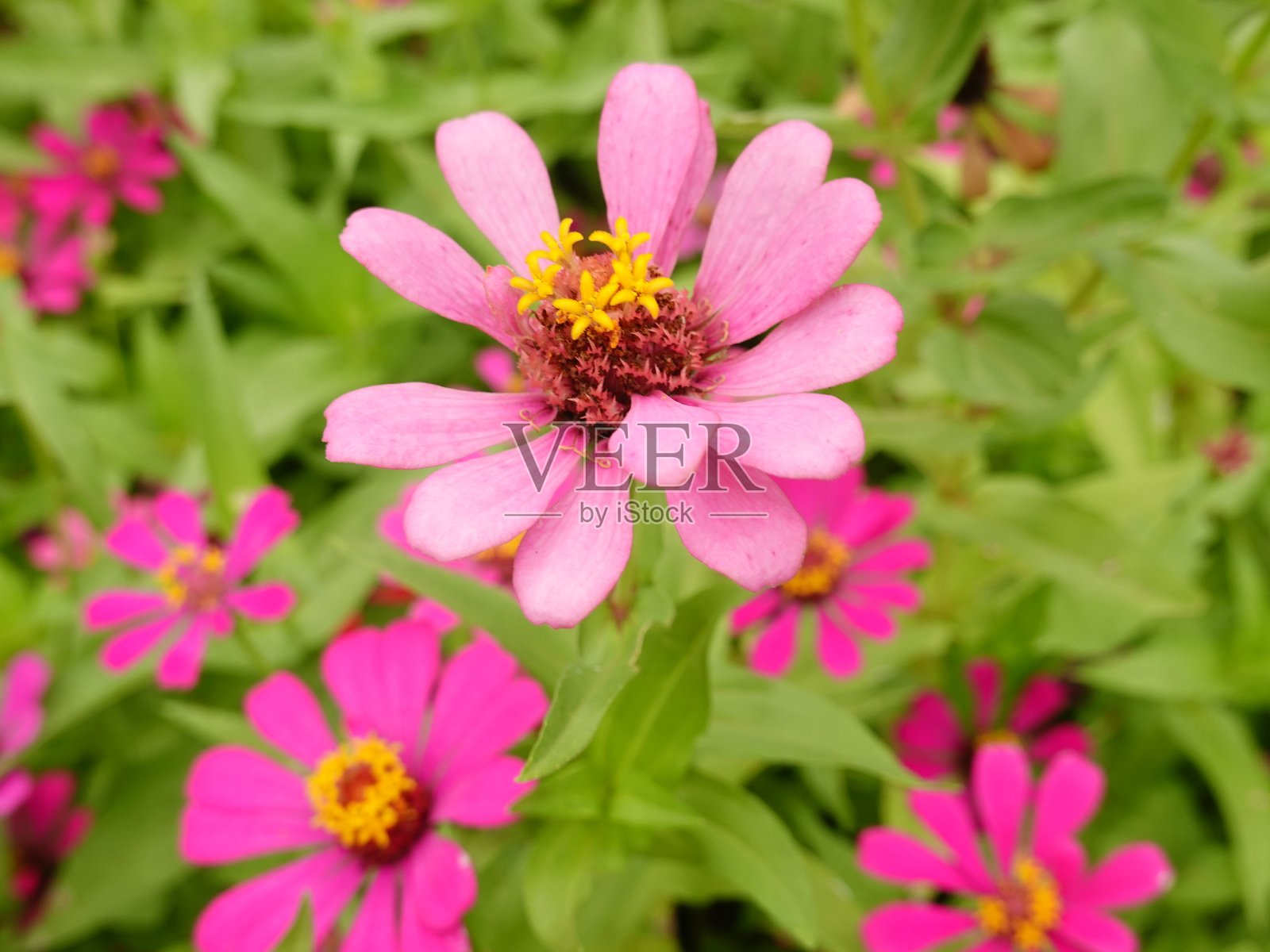 阳光明媚的夏日。在花坛中，盛开着大量各种各样的百日草。照片摄影图片