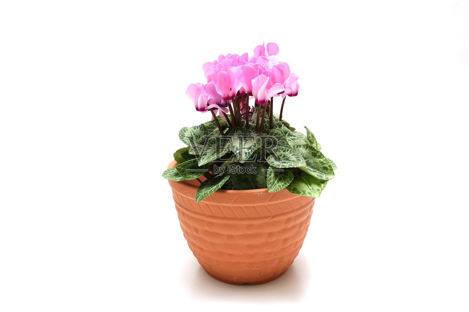 白色背景上孤立的粉色仙客来盆栽。照片摄影图片