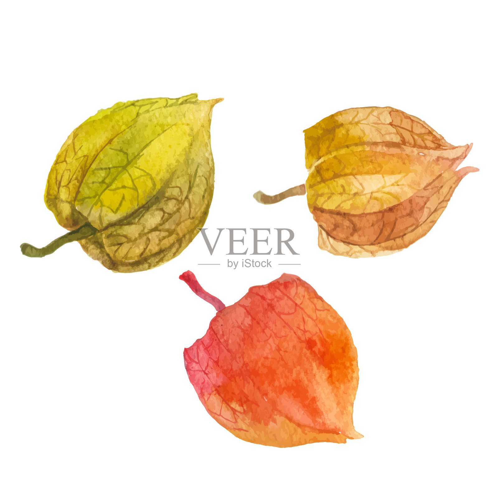 秋季灯笼果的抽象水彩插图。手绘自然设计元素，独立于白色背景。插画图片素材