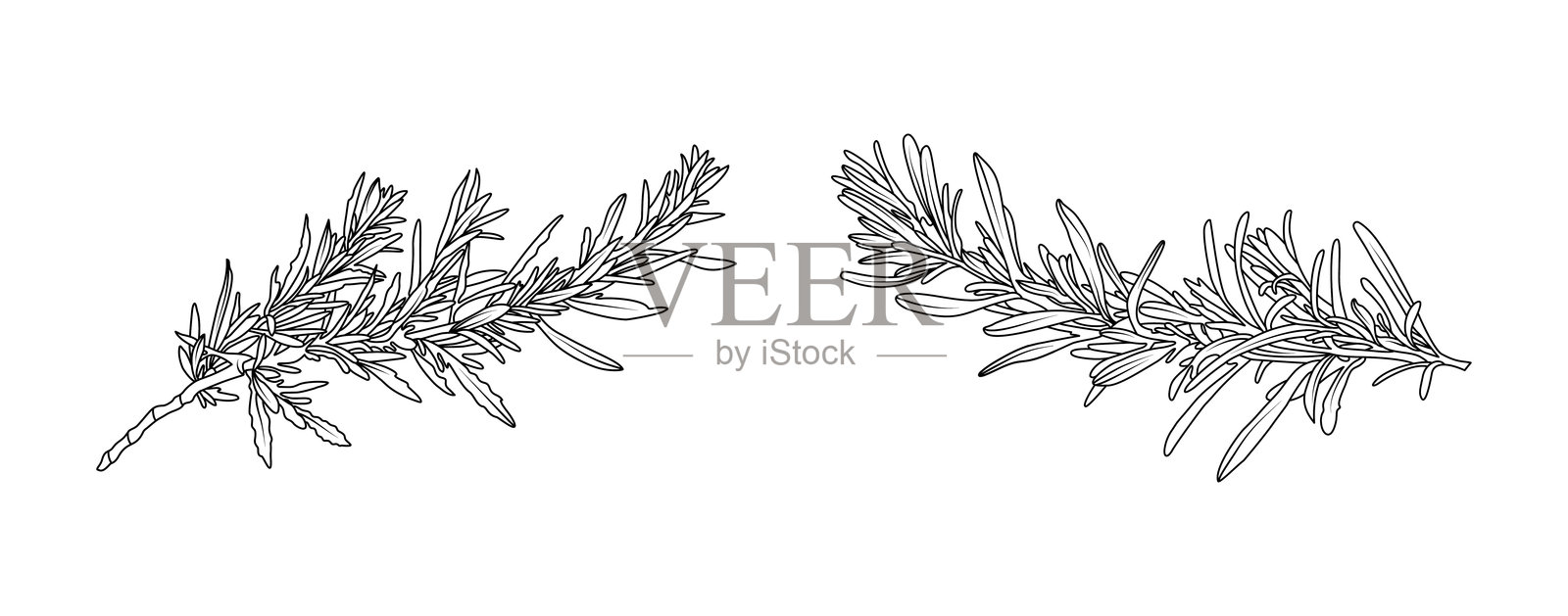 白色背景上的迷迭香叶子排列线条艺术。手绘迷迭香草本元素的剪影，适用于香料、化妆品、邀请框设计，矢量插图。插画图片素材