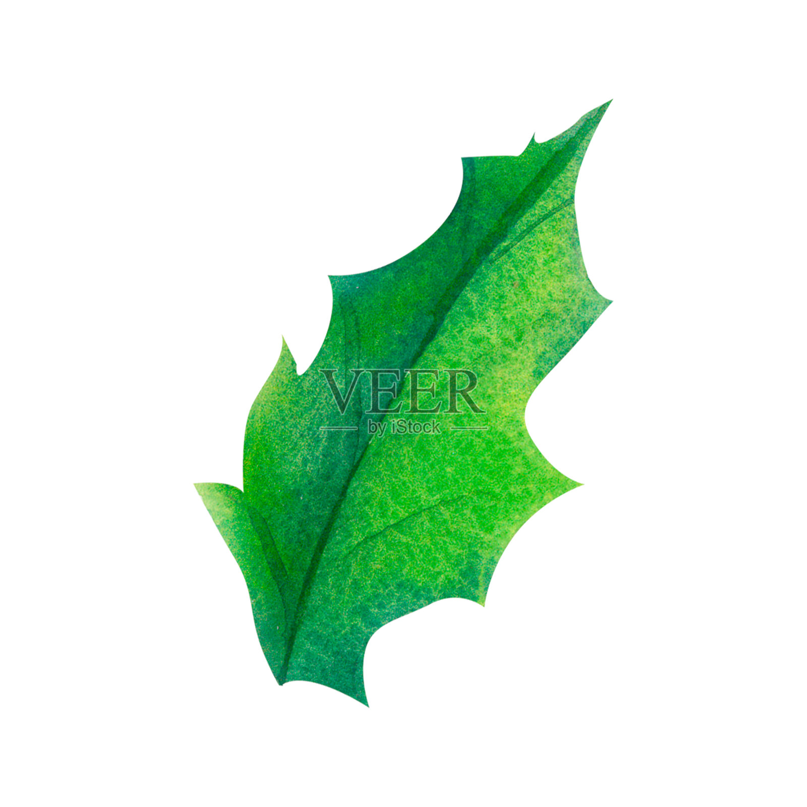 圣诞冬青红色浆果，冬青植物。冬青绿叶与成熟的红浆果。冬青或圣诞冬青。绿色叶子和红色浆果的圣诞冬青特写卡片。插画图片素材