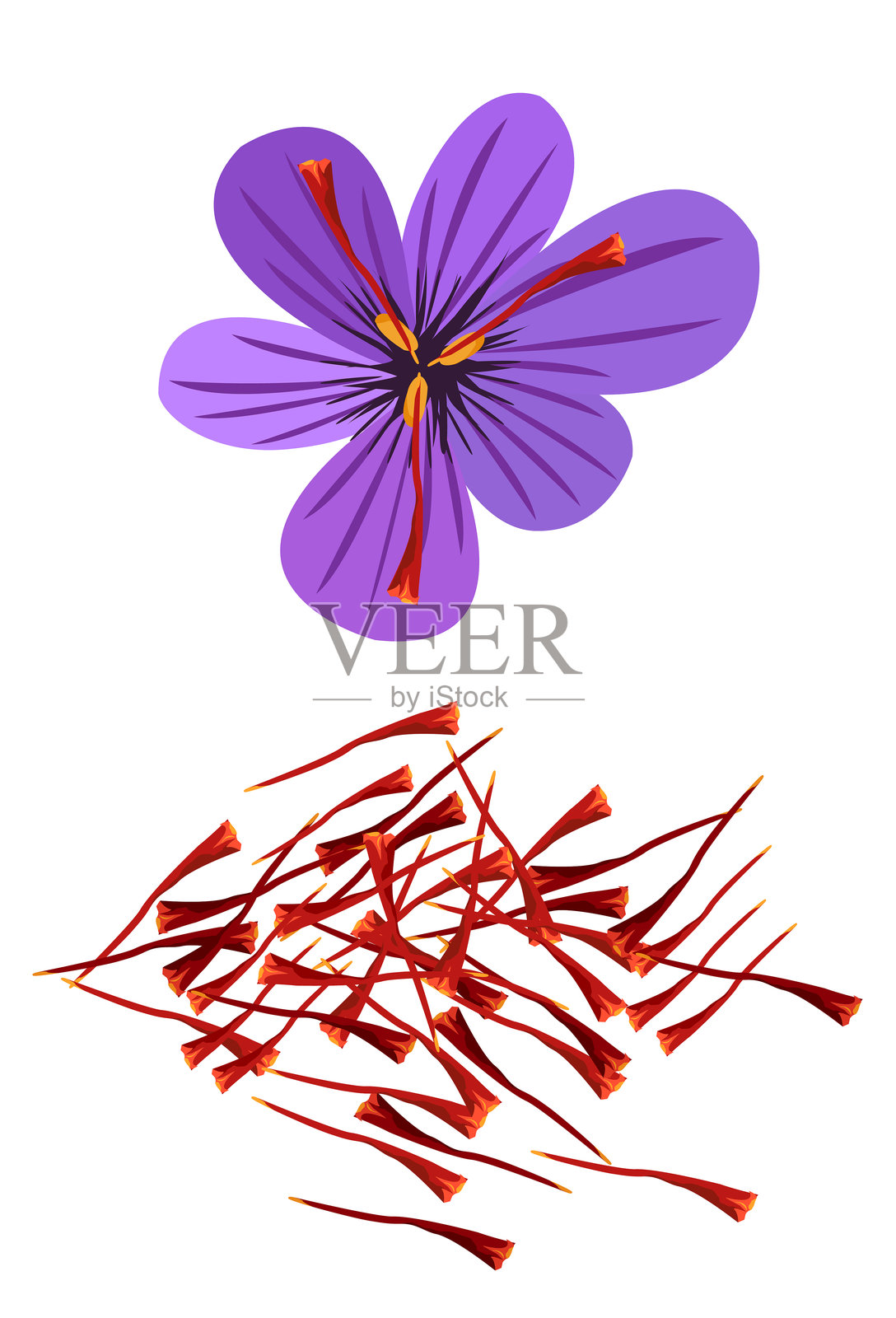 藏红花插画图片素材