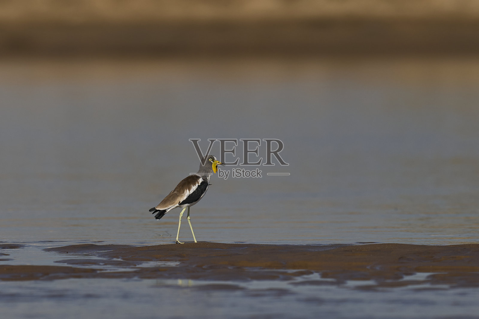 白冠鸻照片摄影图片