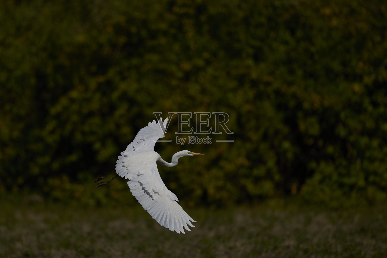 大白鹭降落照片摄影图片