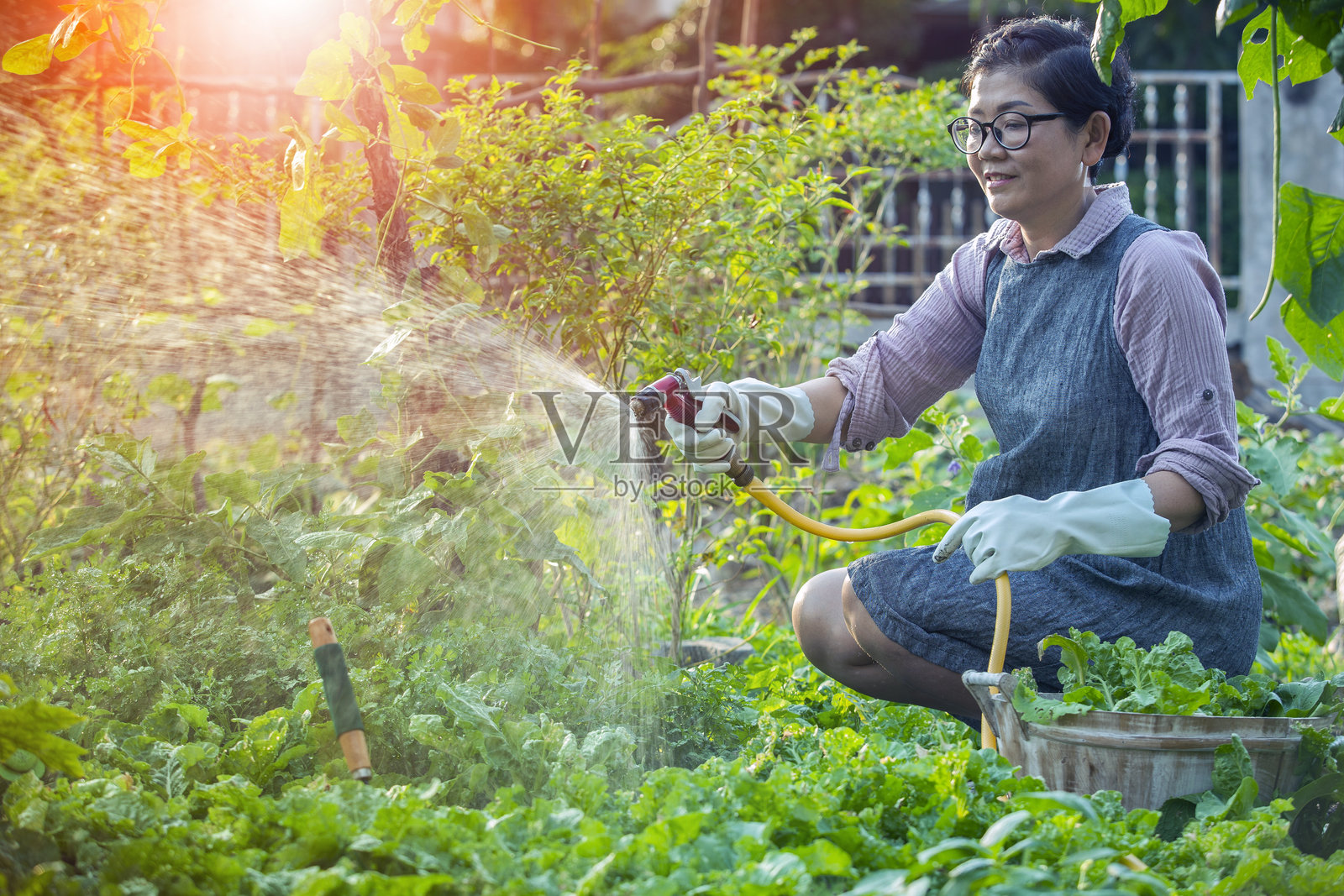 成熟的女性在院子里浇水种植植物照片摄影图片