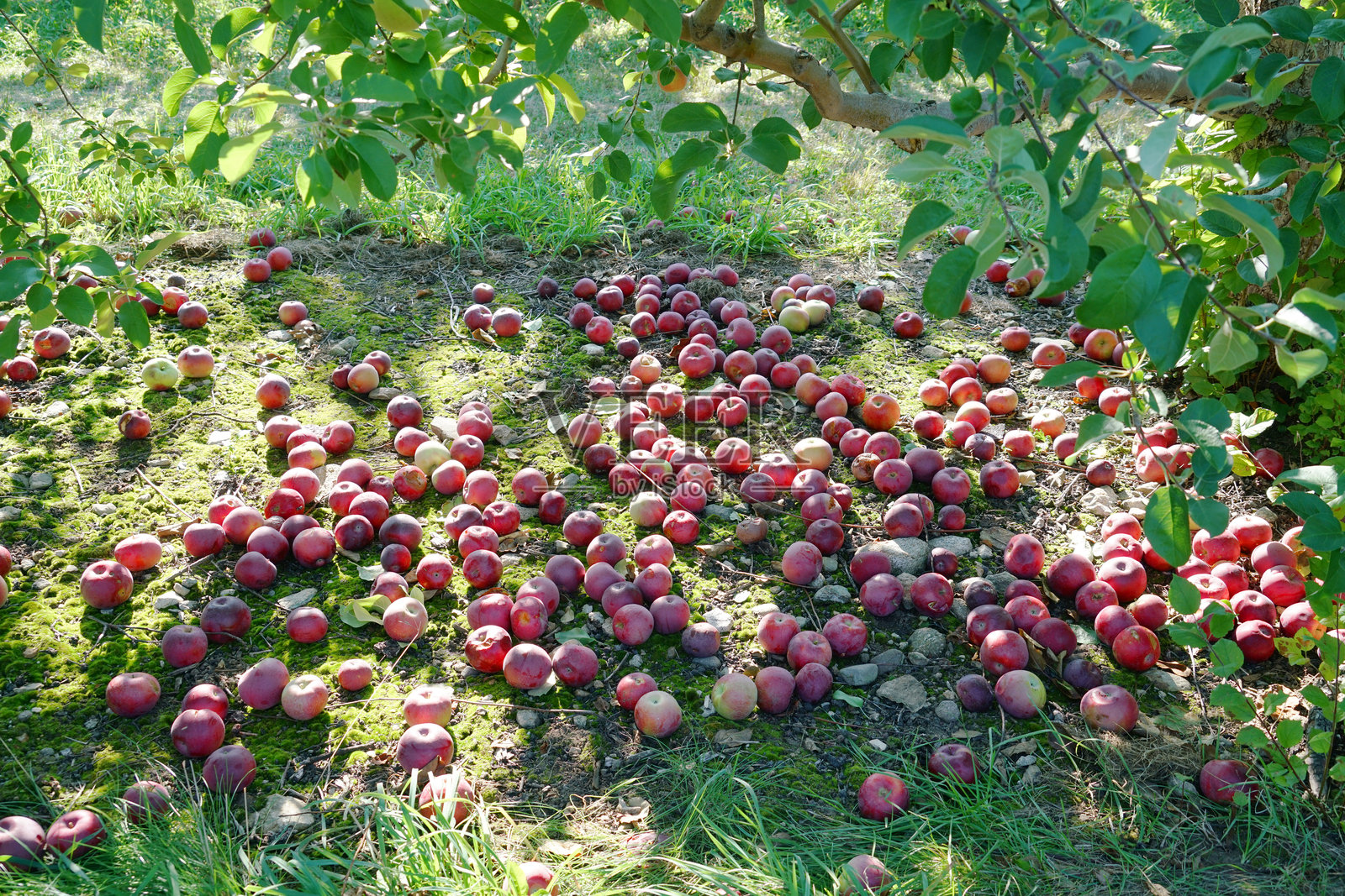 果园里树下掉落的苹果照片摄影图片