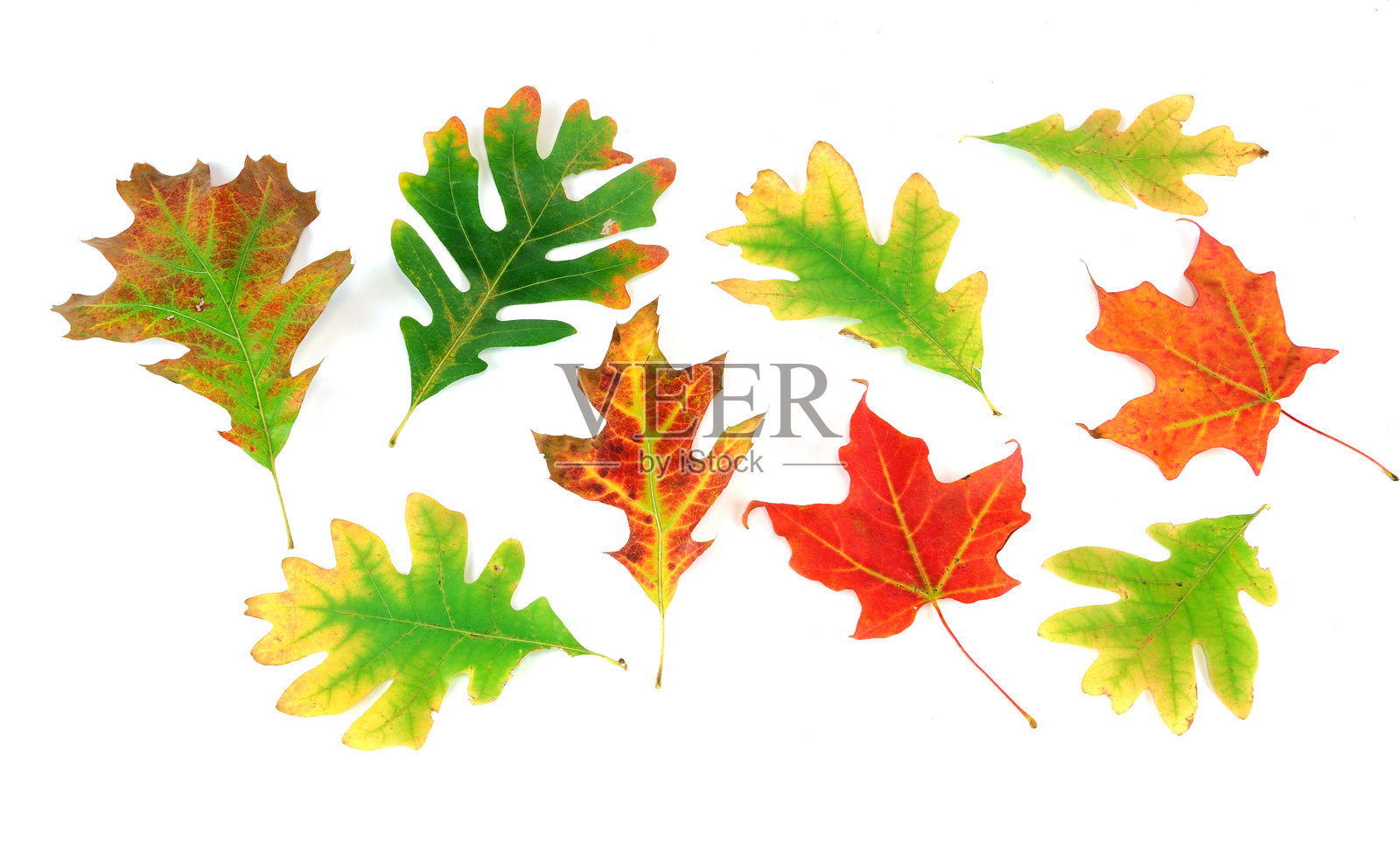 五彩斑斓的秋叶孤立在白色背景上照片摄影图片