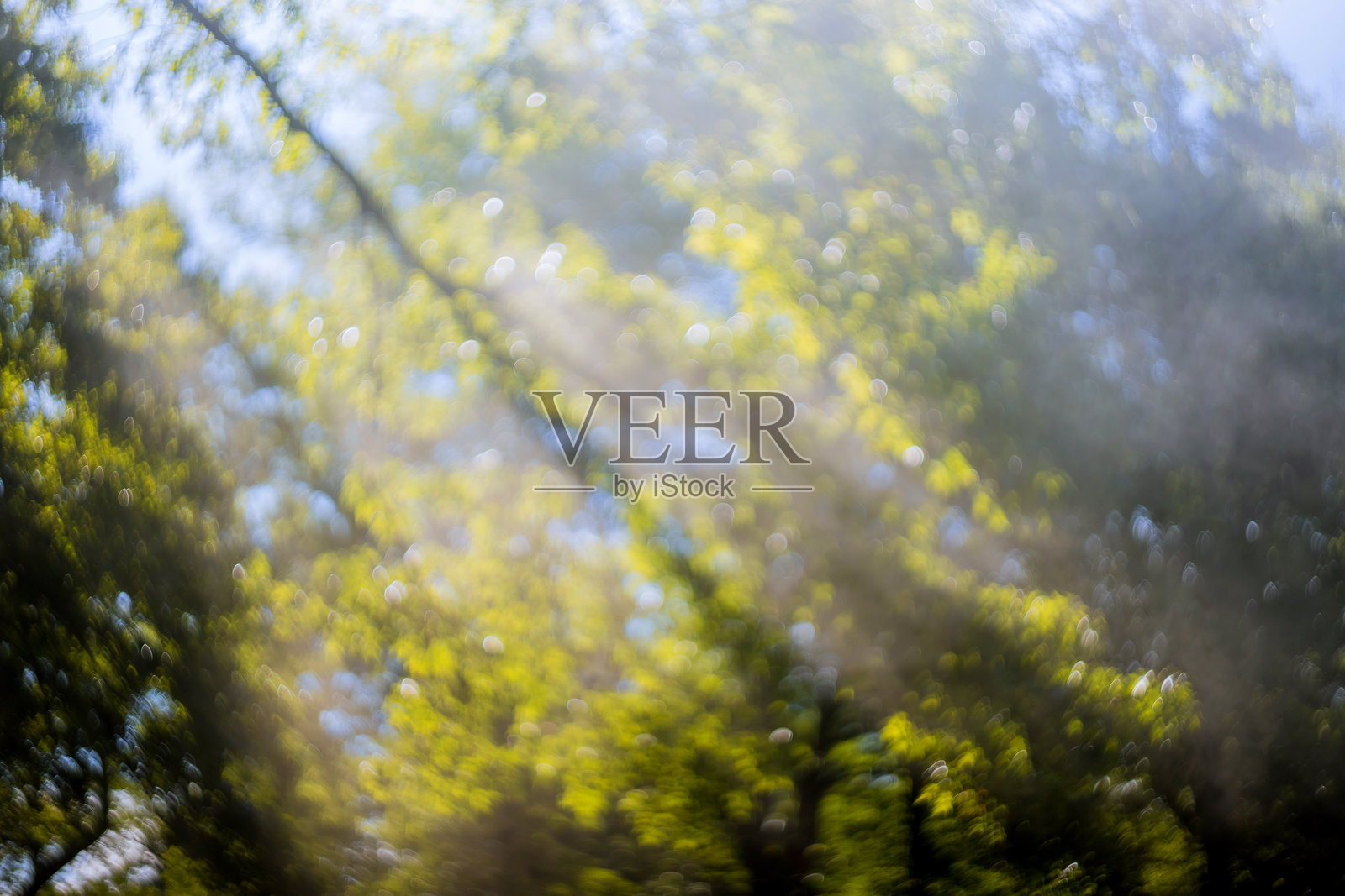 阳光透过绿色树叶洒在宁静的森林环境中，明亮的夏日下午。照片摄影图片