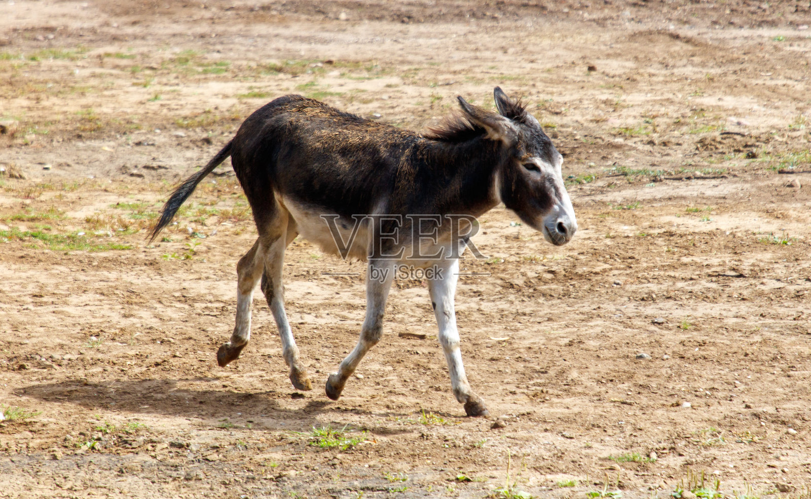 一头驴在野外奔跑照片摄影图片