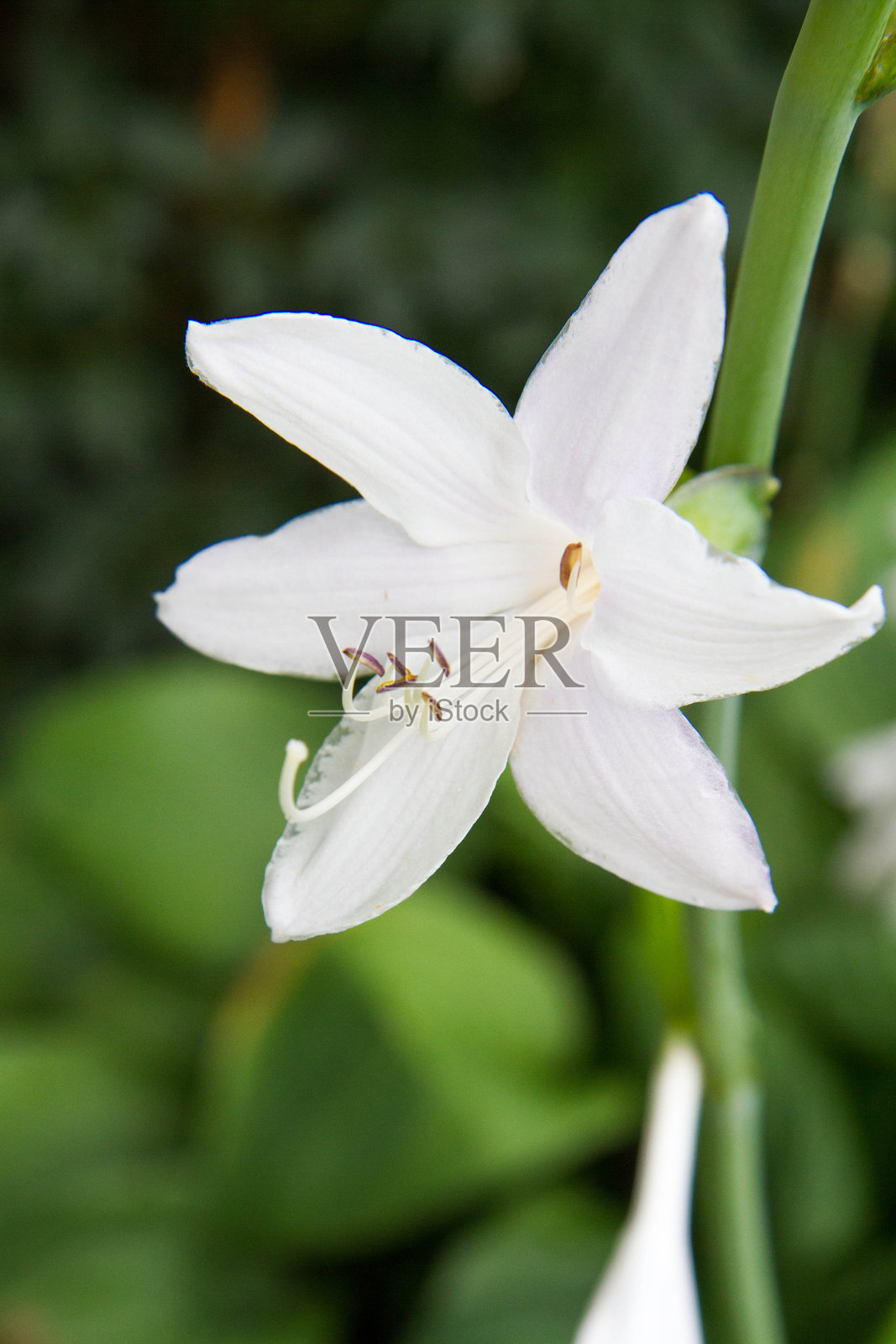 宿根福禄考开花照片摄影图片