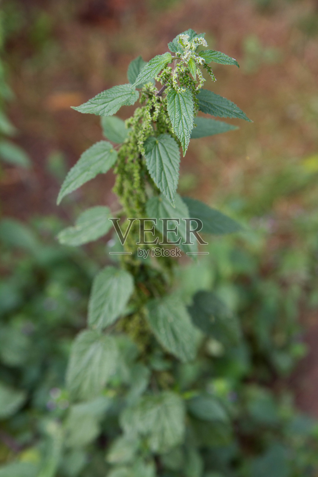 荨麻植物照片摄影图片
