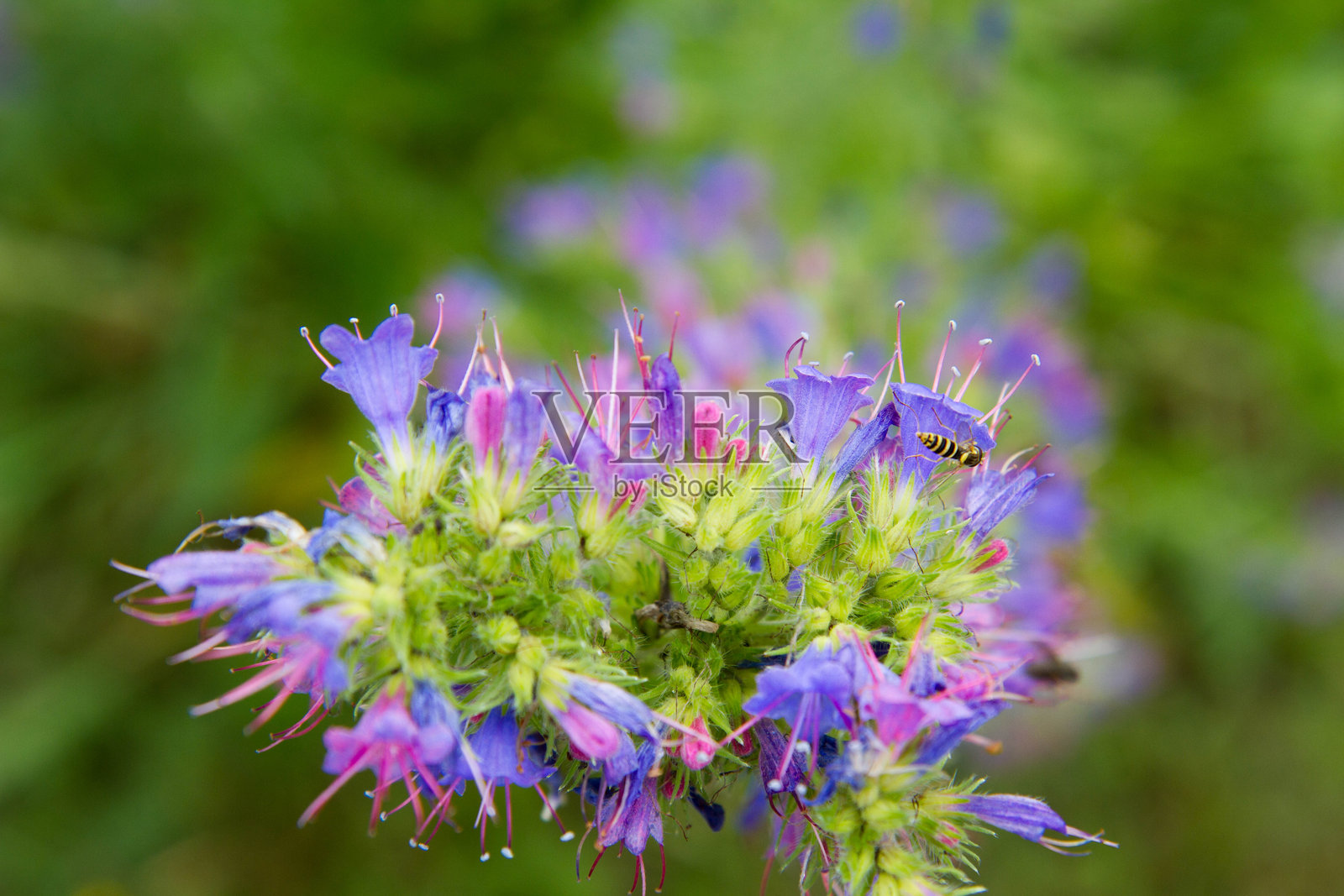 蛇麻草（Echium vulgare）植物照片摄影图片
