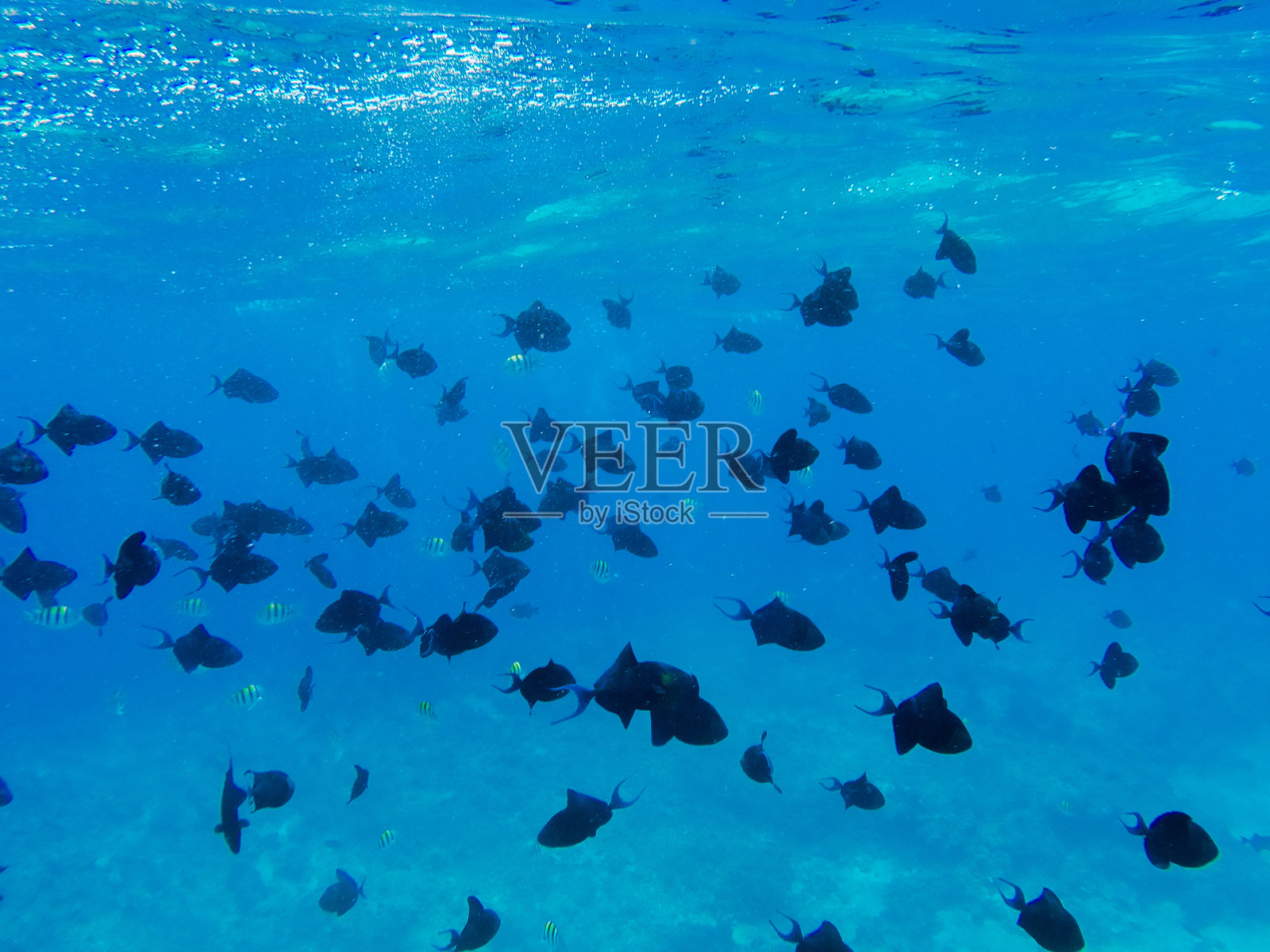 在吉利群岛浮潜：探索翡翠般的海水照片摄影图片