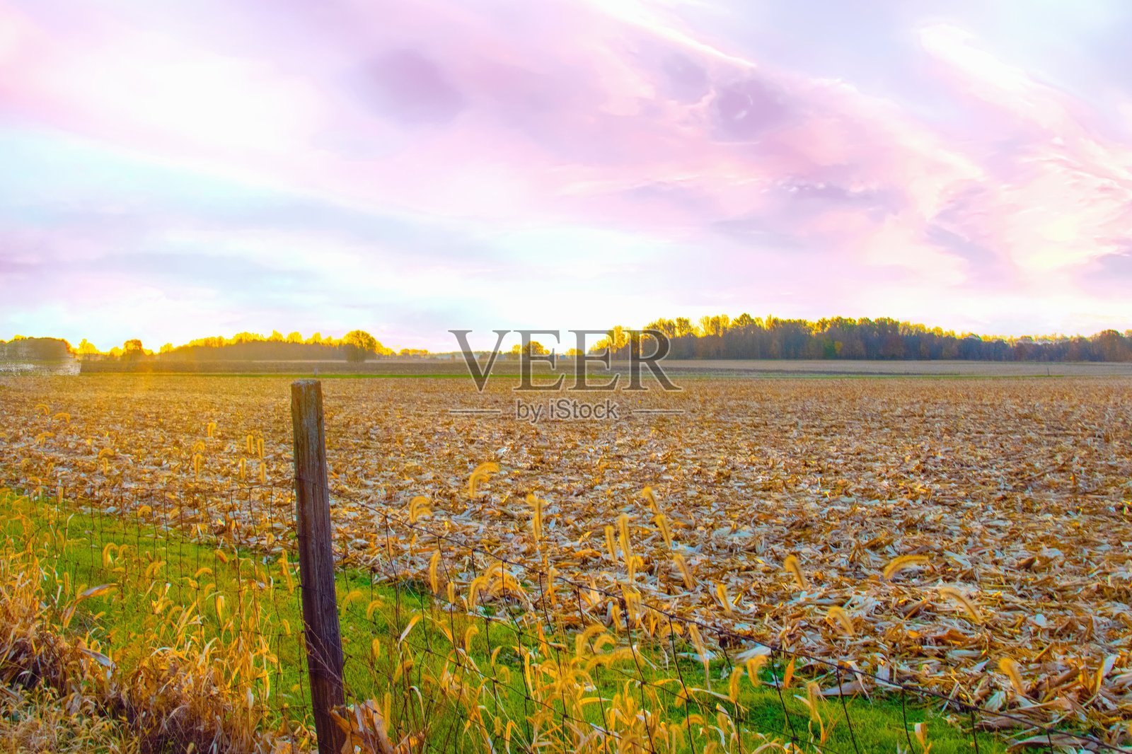 印第安纳州霍华德县的日出玉米田与围栏照片摄影图片