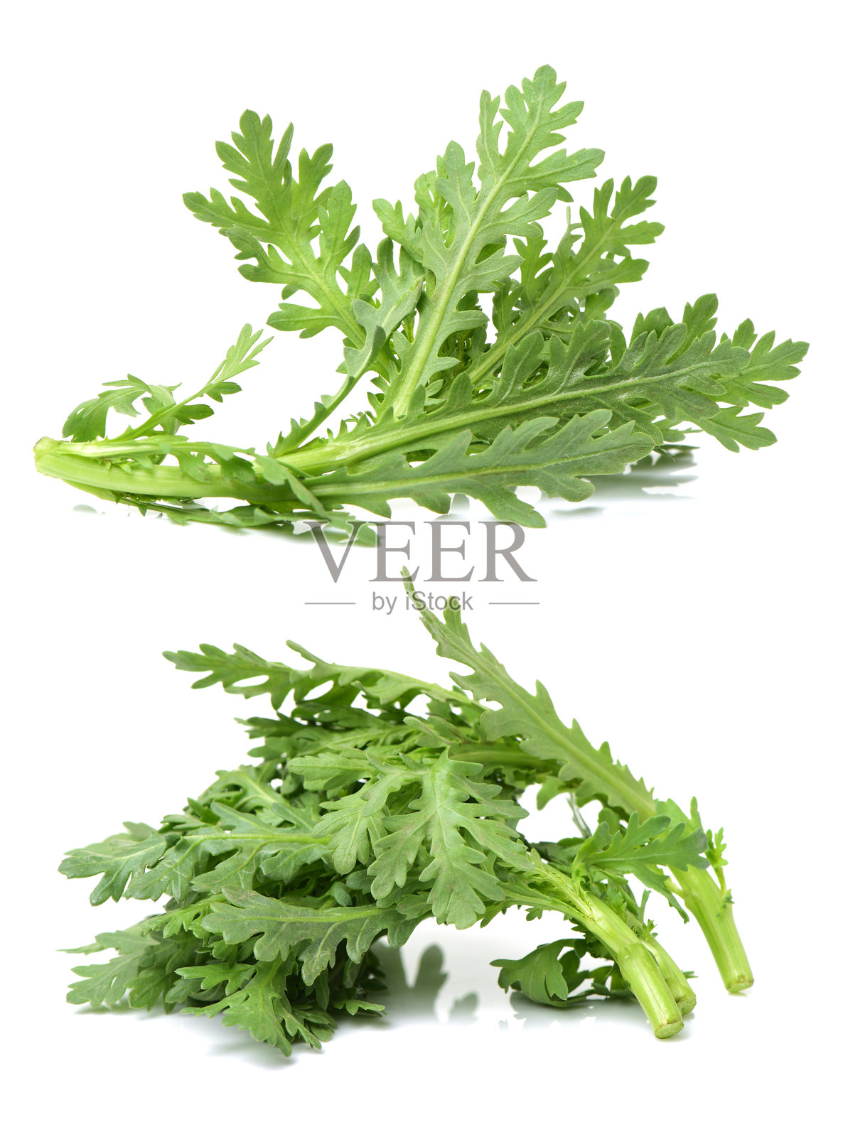 春菊照片摄影图片