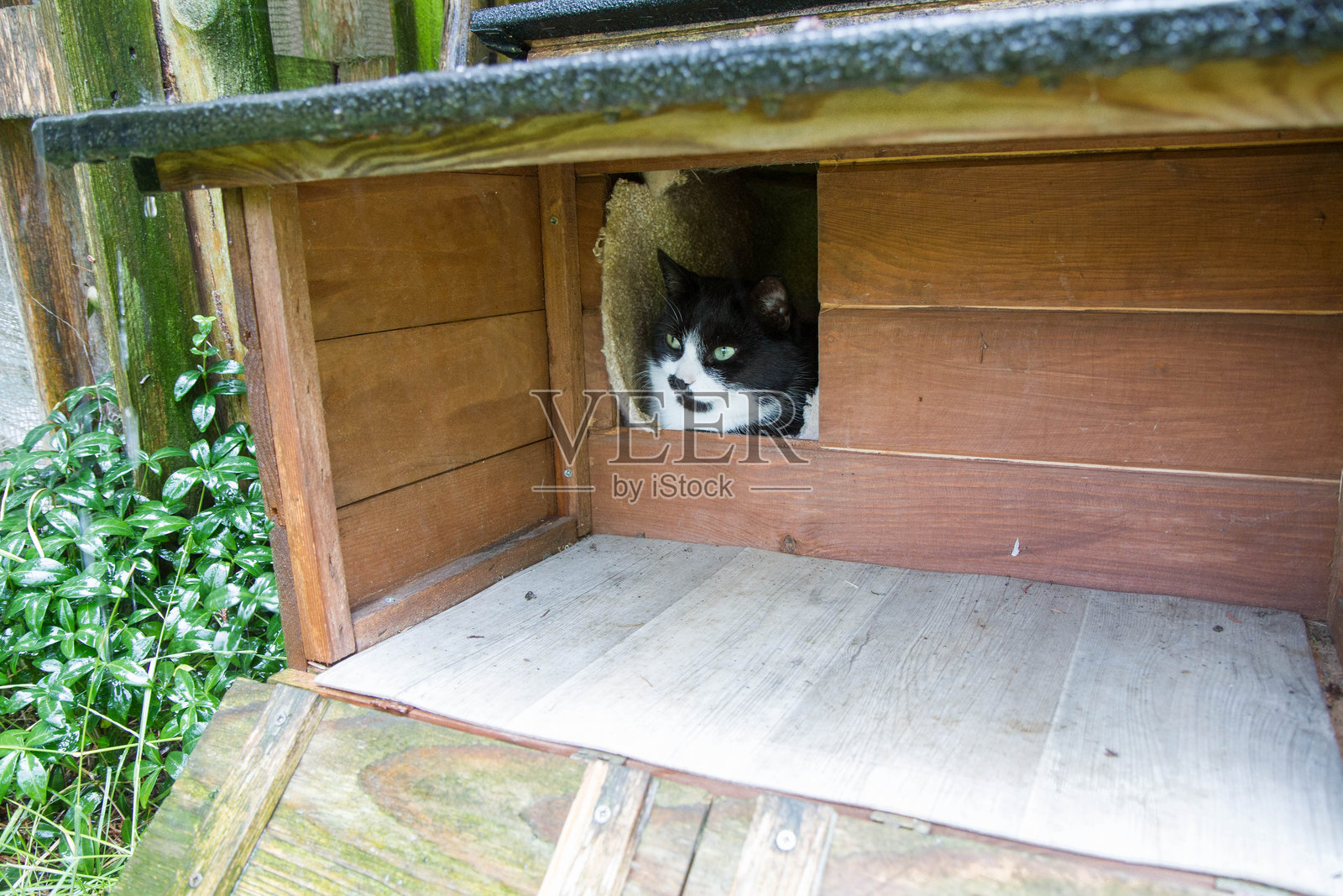 木制猫屋里的猫照片摄影图片
