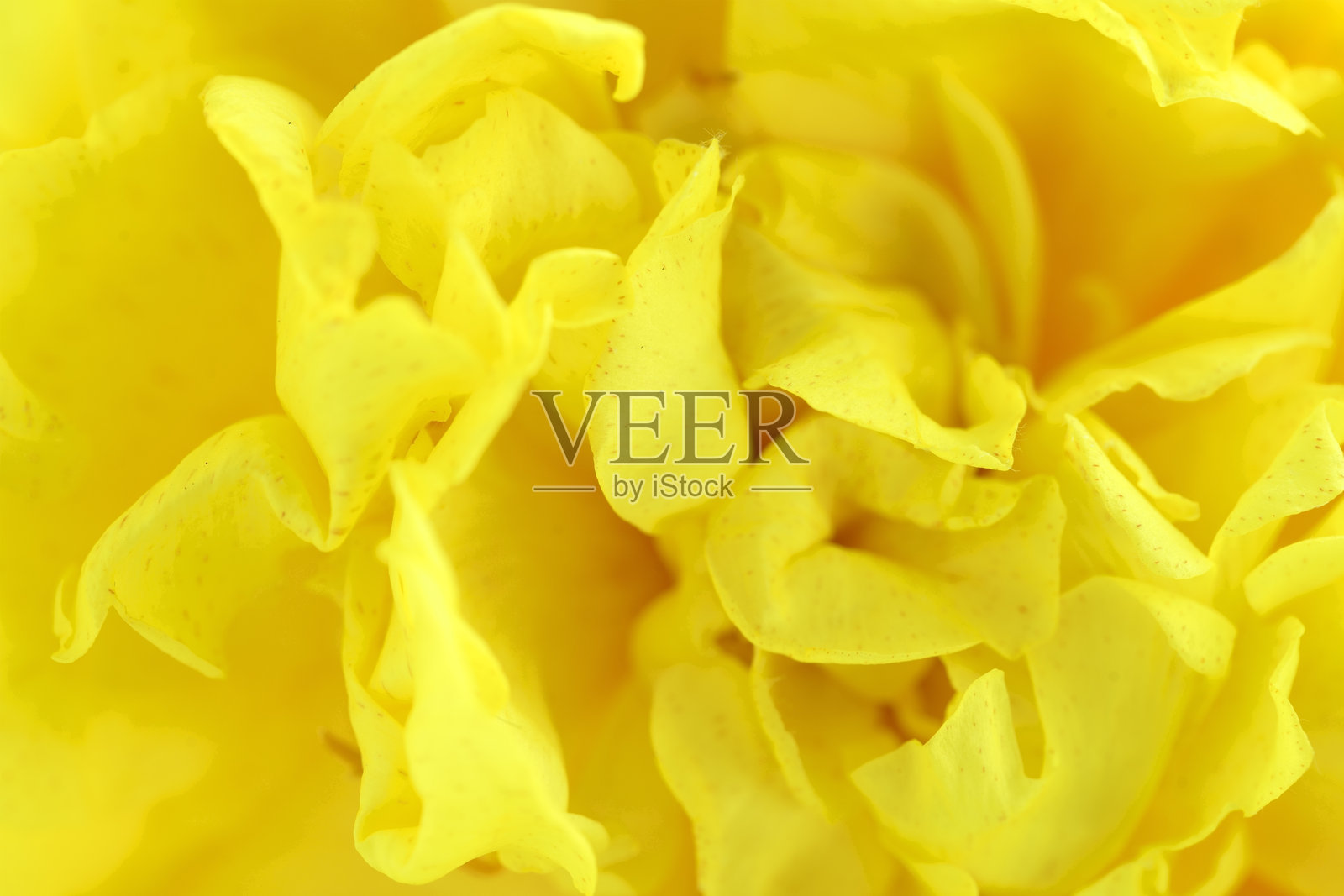 生动的黄色花瓣特写，展现细腻的纹理和柔和的曲线，适合自然和花卉设计。照片摄影图片