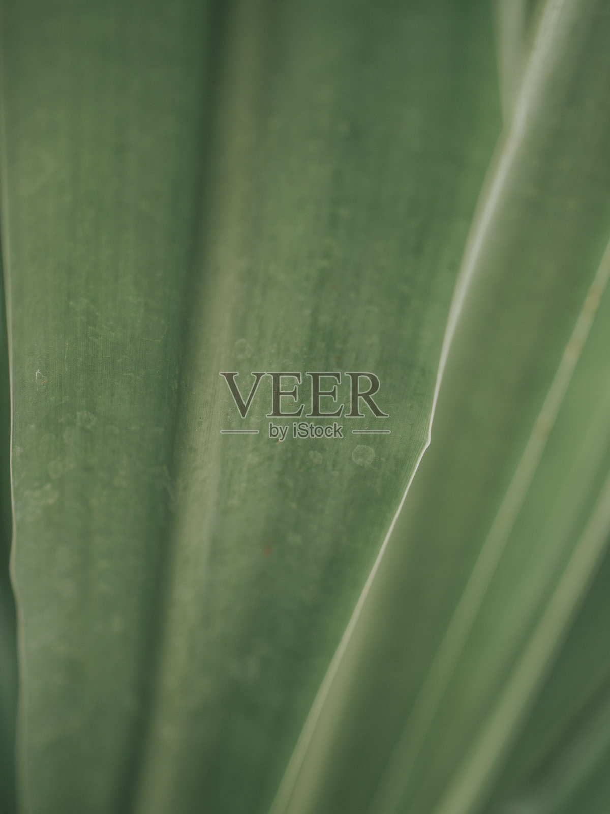 叶子特写照片摄影图片