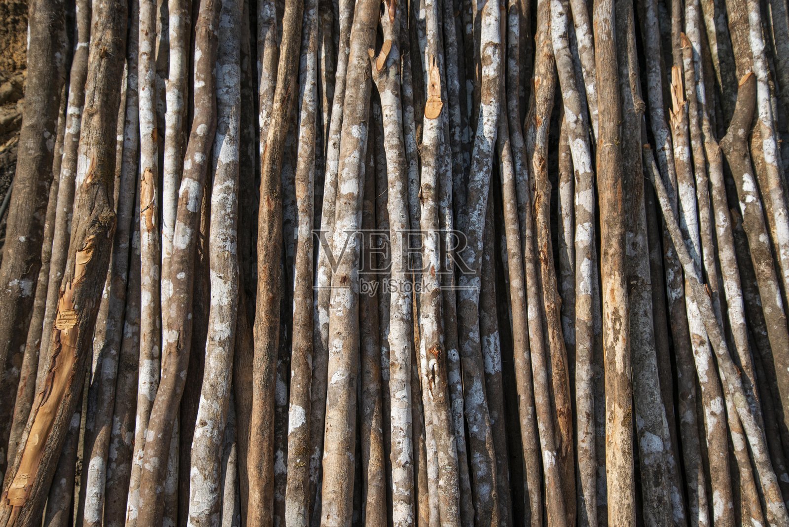 一簇茎照片摄影图片