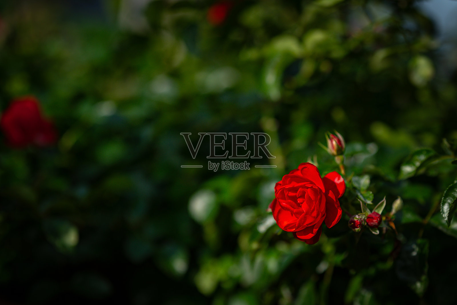 红玫瑰在深绿色背景前的特写镜头照片摄影图片