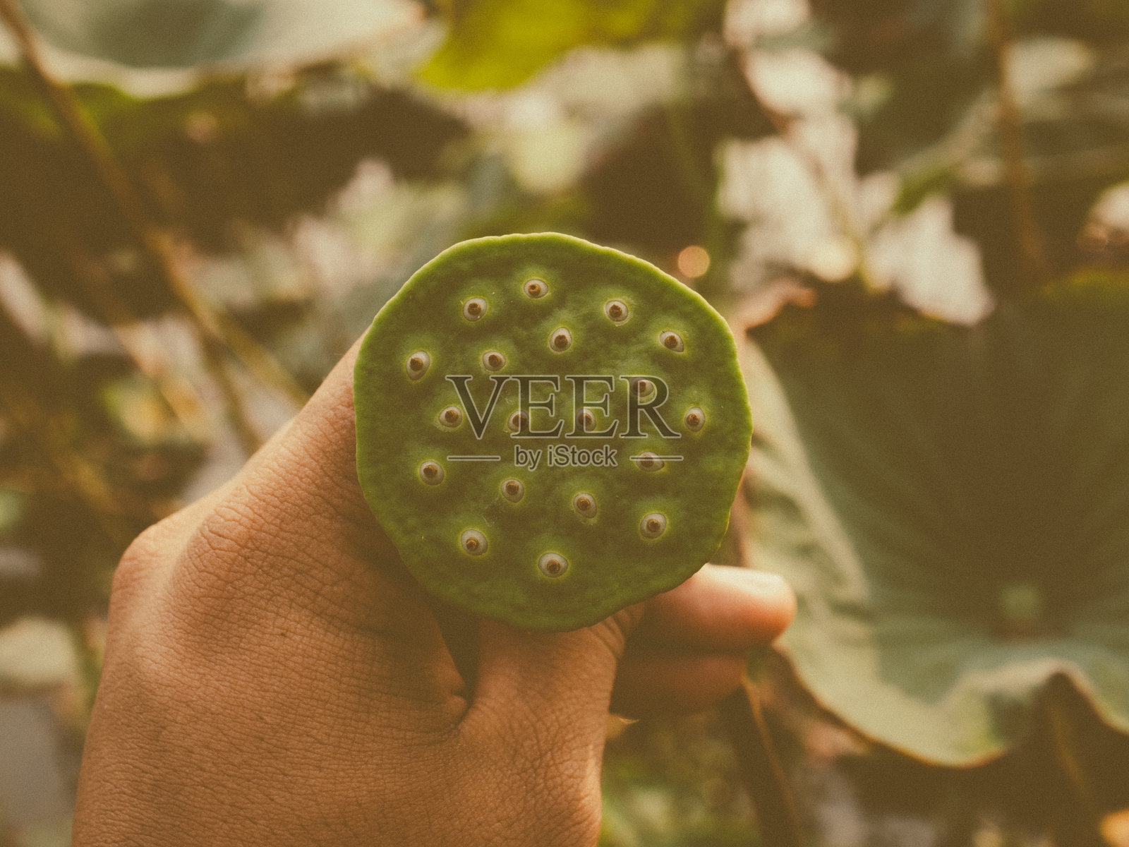 莲花特写照片摄影图片