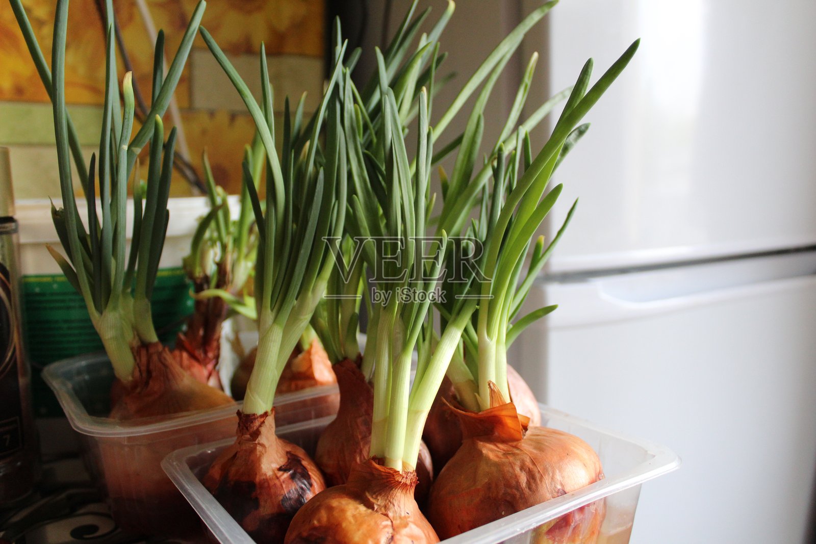 在家种植青葱照片摄影图片