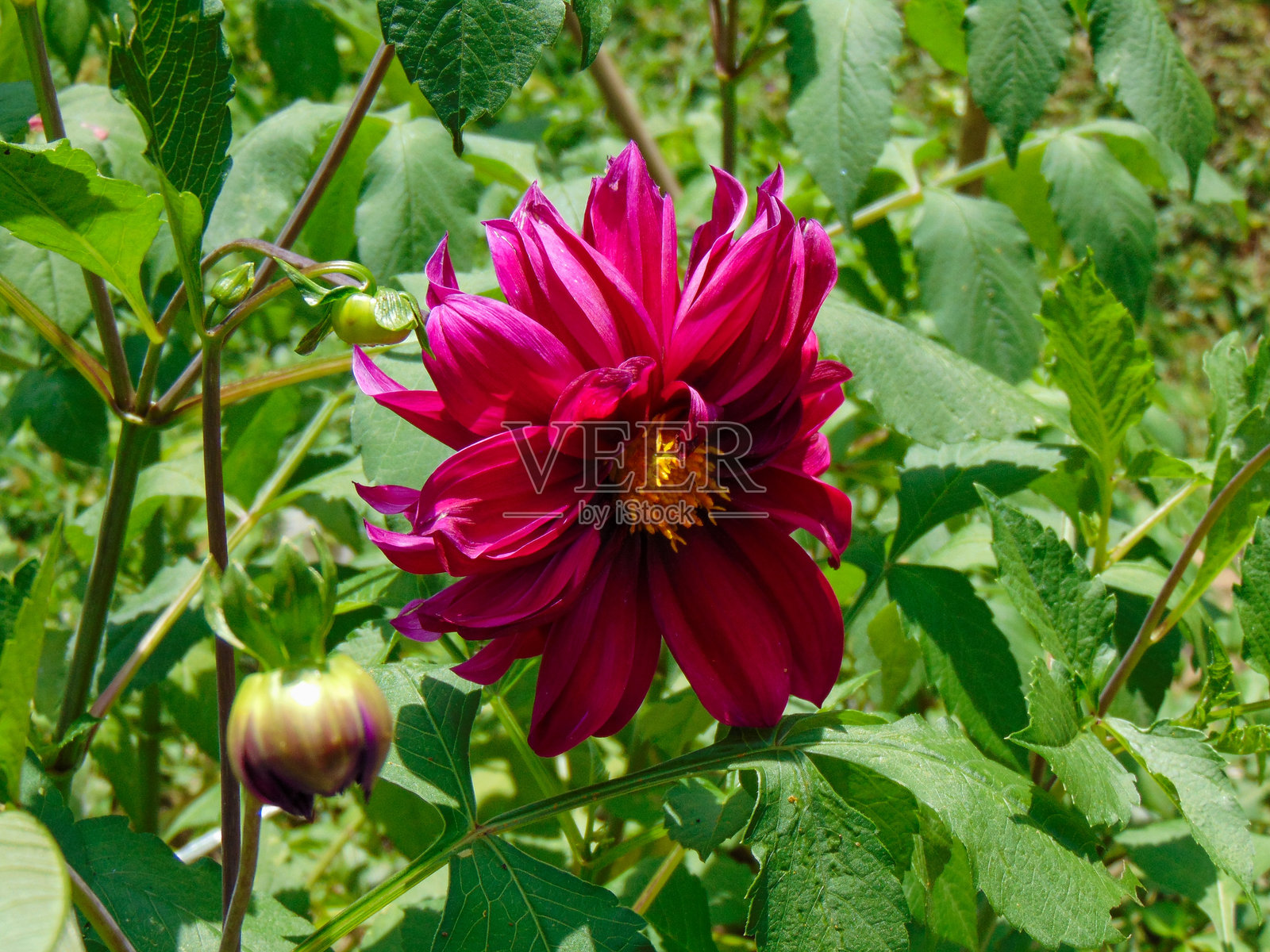 盛开的红色大丽花照片摄影图片