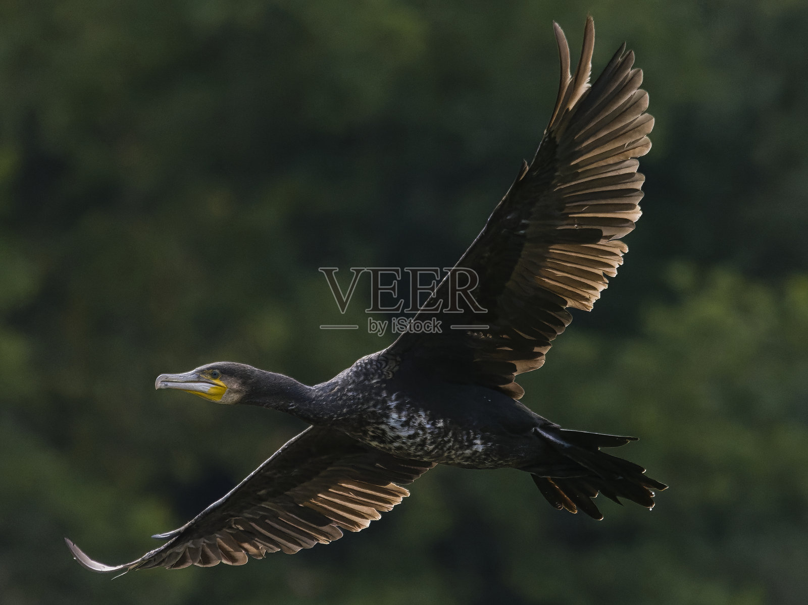 大鸬鹚 (Phalacrocorax carbo)照片摄影图片