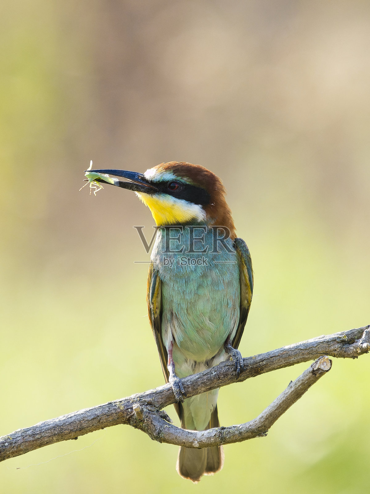 蜜蜂吃鸟 (Merops apiaster)照片摄影图片