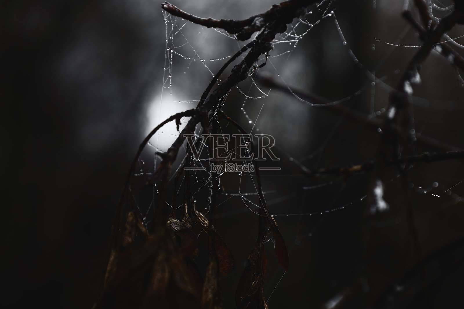 黑暗恐怖森林中的蜘蛛网上的露珠照片摄影图片